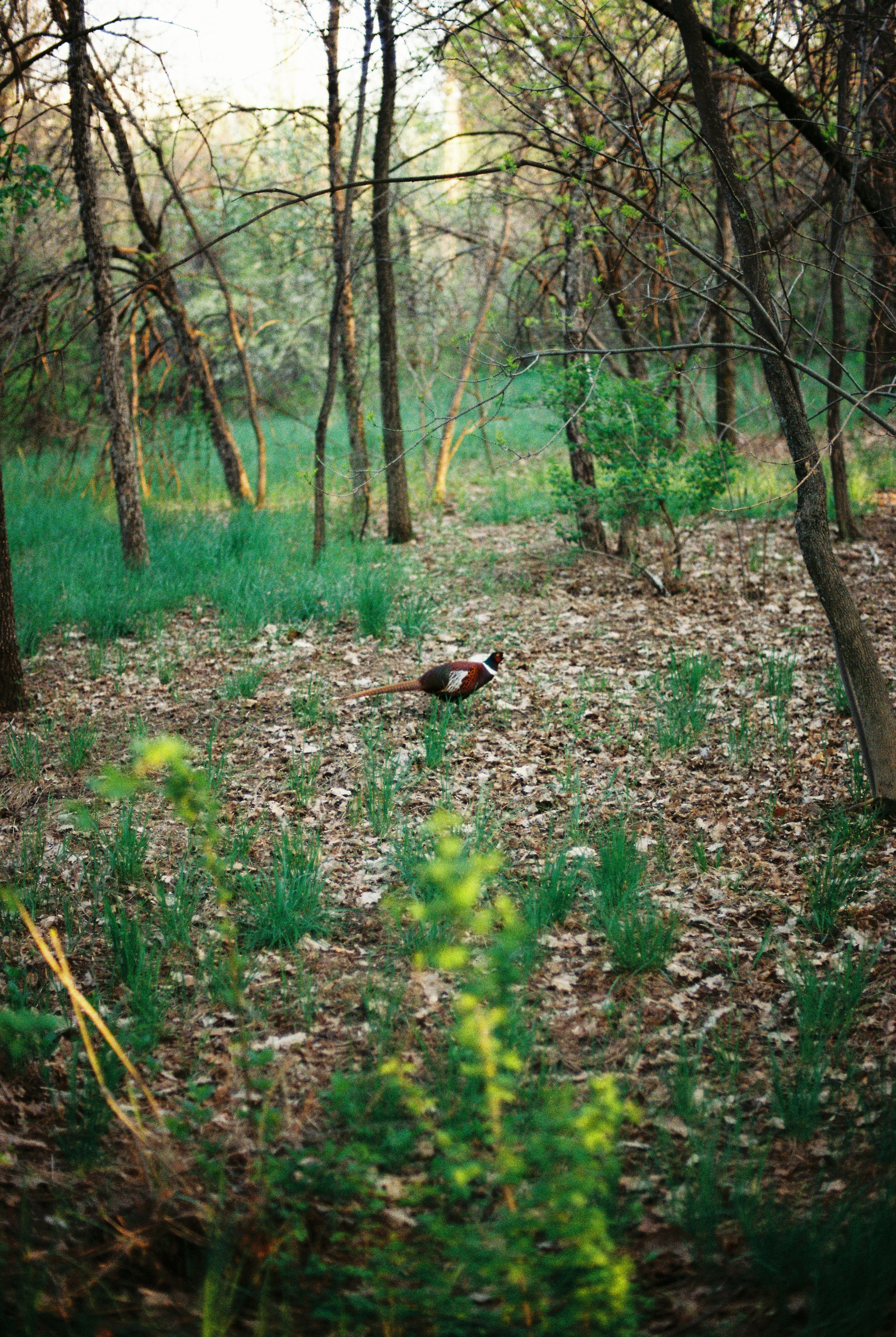 Ботанический сад, апрель 2026. Репортажный и портретный фотограф в Алматы — Дарья Фёдорова