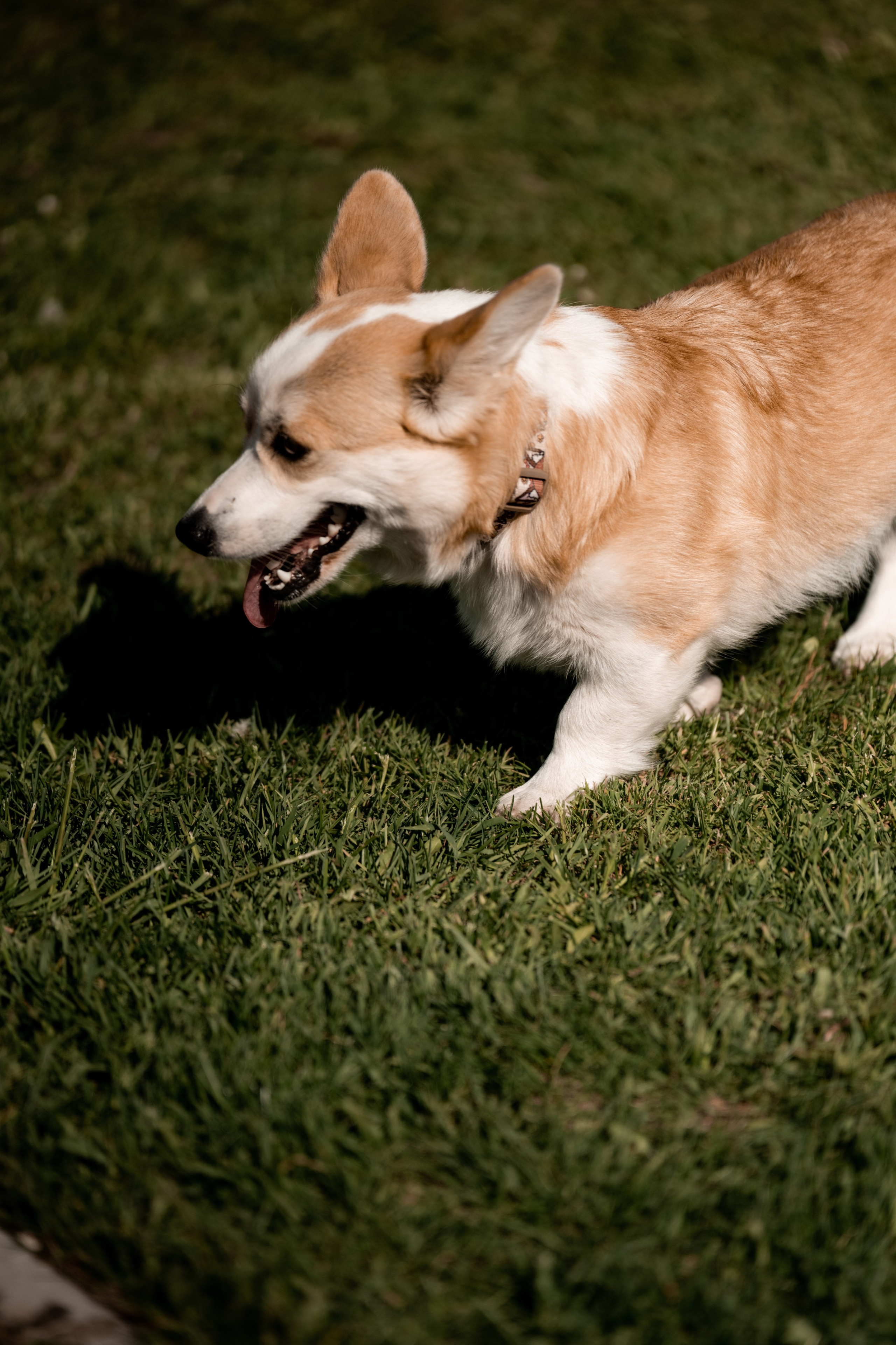 2024. Дима и Маша. Свадебный и семейный фотограф в Москве и Европе Евгения Амелина