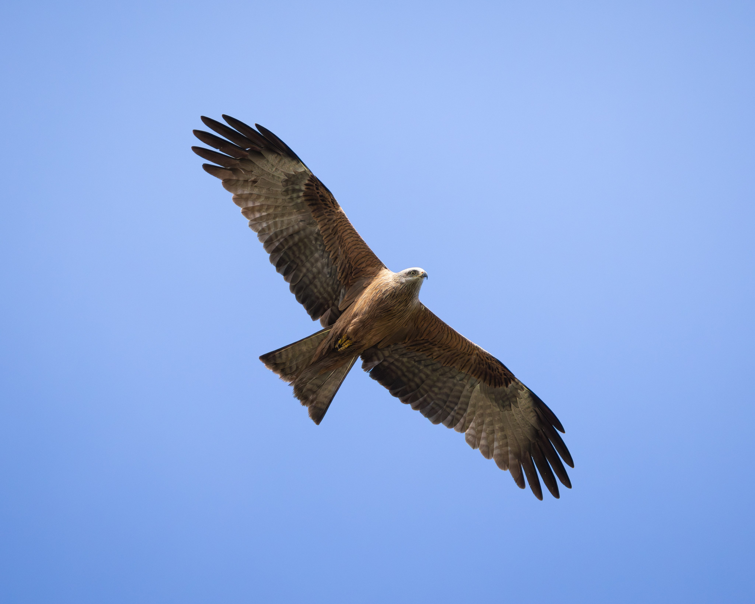 Voronezh 2026. Anton Chernov | Wildlife photographer