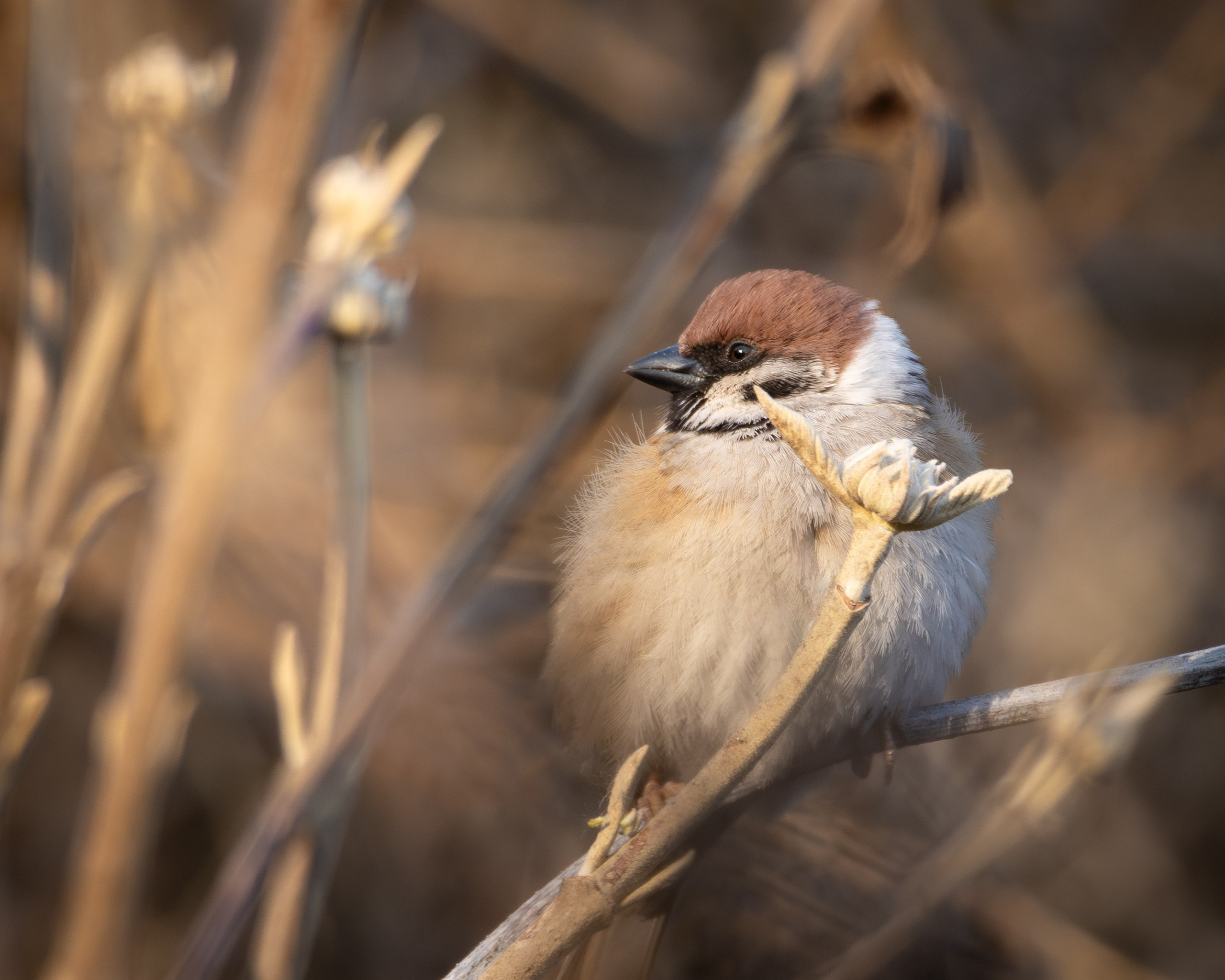 Lipetsk 2025. Anton Chernov | Wildlife photographer