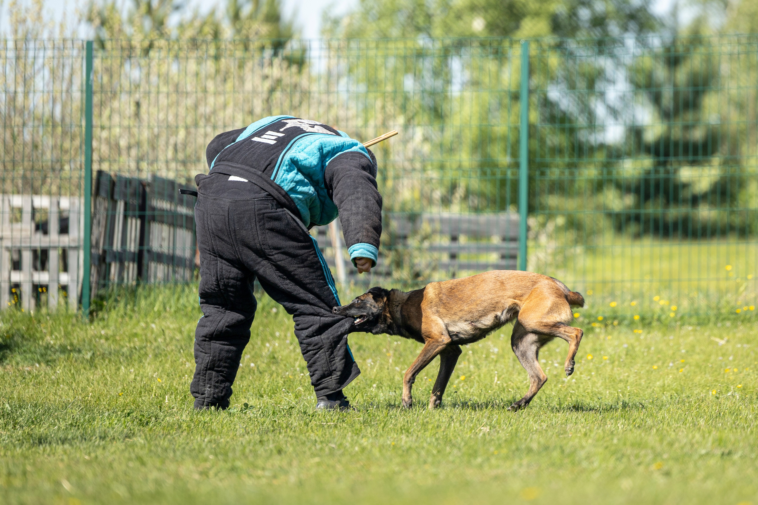 Испытания по мондьорингу в Нижнем Новгороде. Фотограф-анималист Анна Маринич