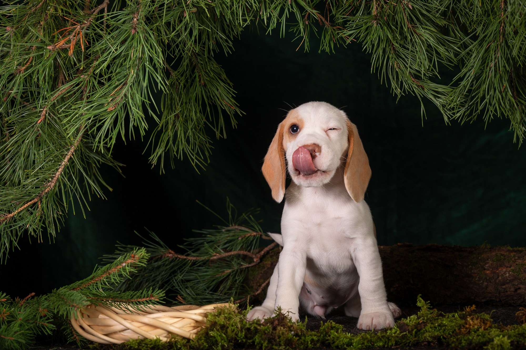 Фотосъёмки щенков. Фотограф-анималист Natalia Deingel | Фотосъемка собак в Москве