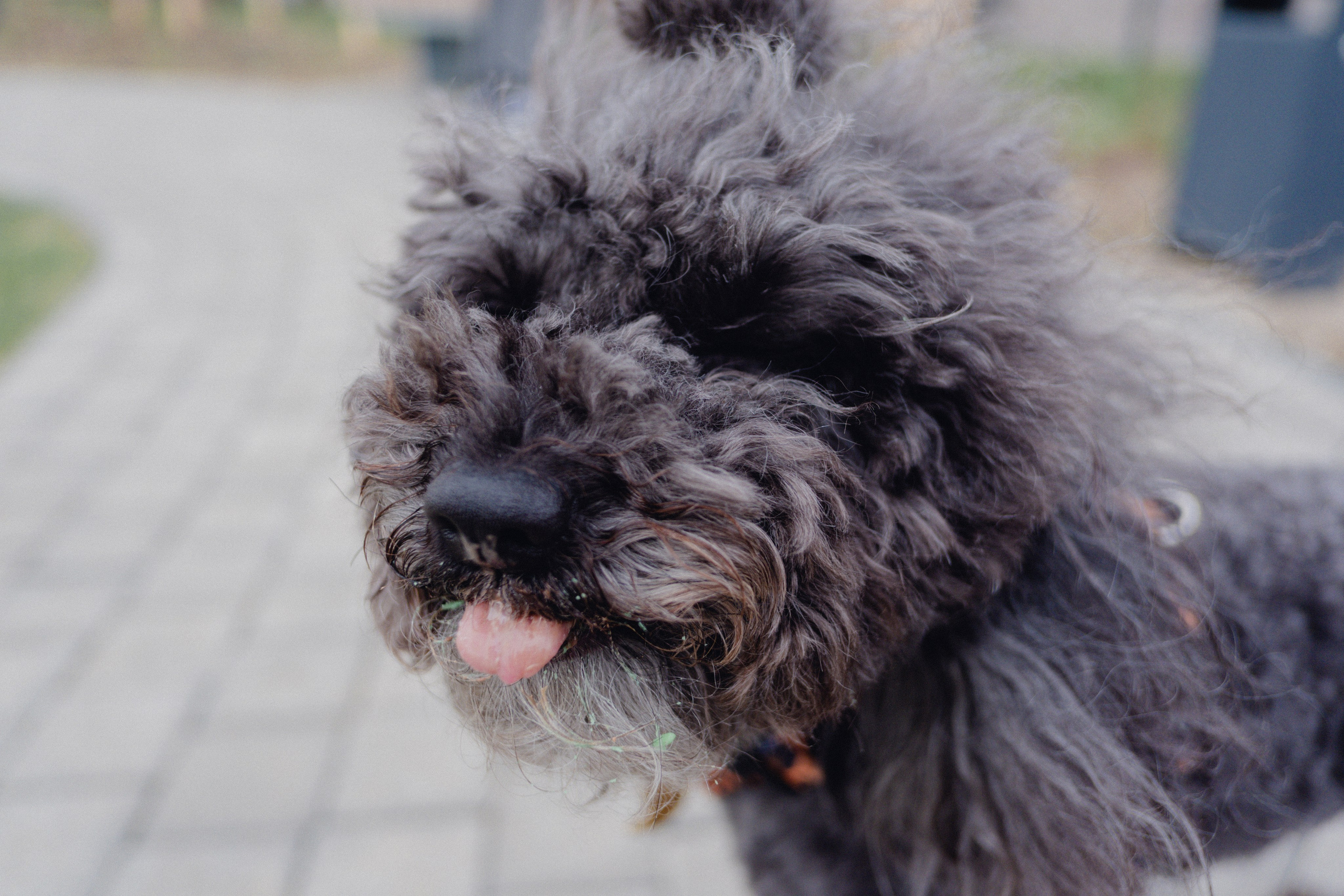 Pets. Фотограф в Москве Daria Lens