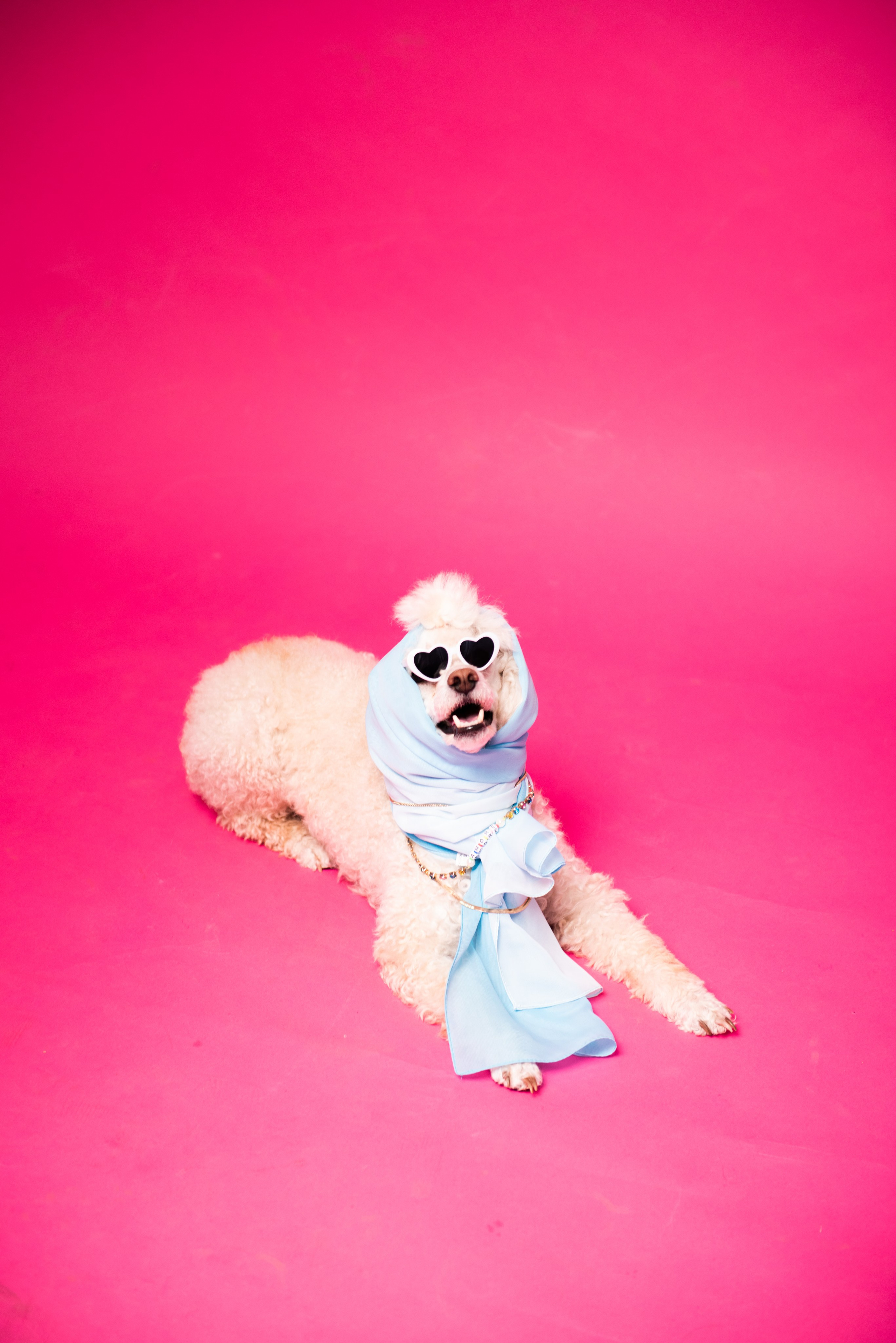 Pets. Фотограф в Москве Daria Lens