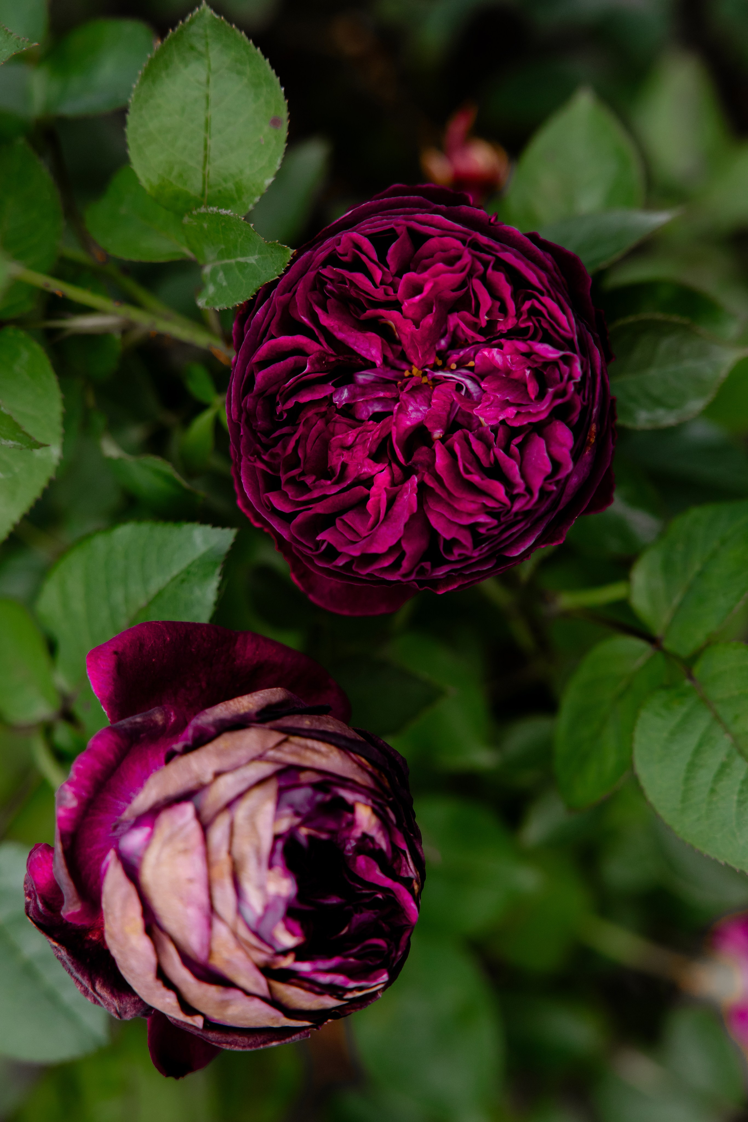 Ростислав и Вика. Свадебный фотограф Анна Бабахина