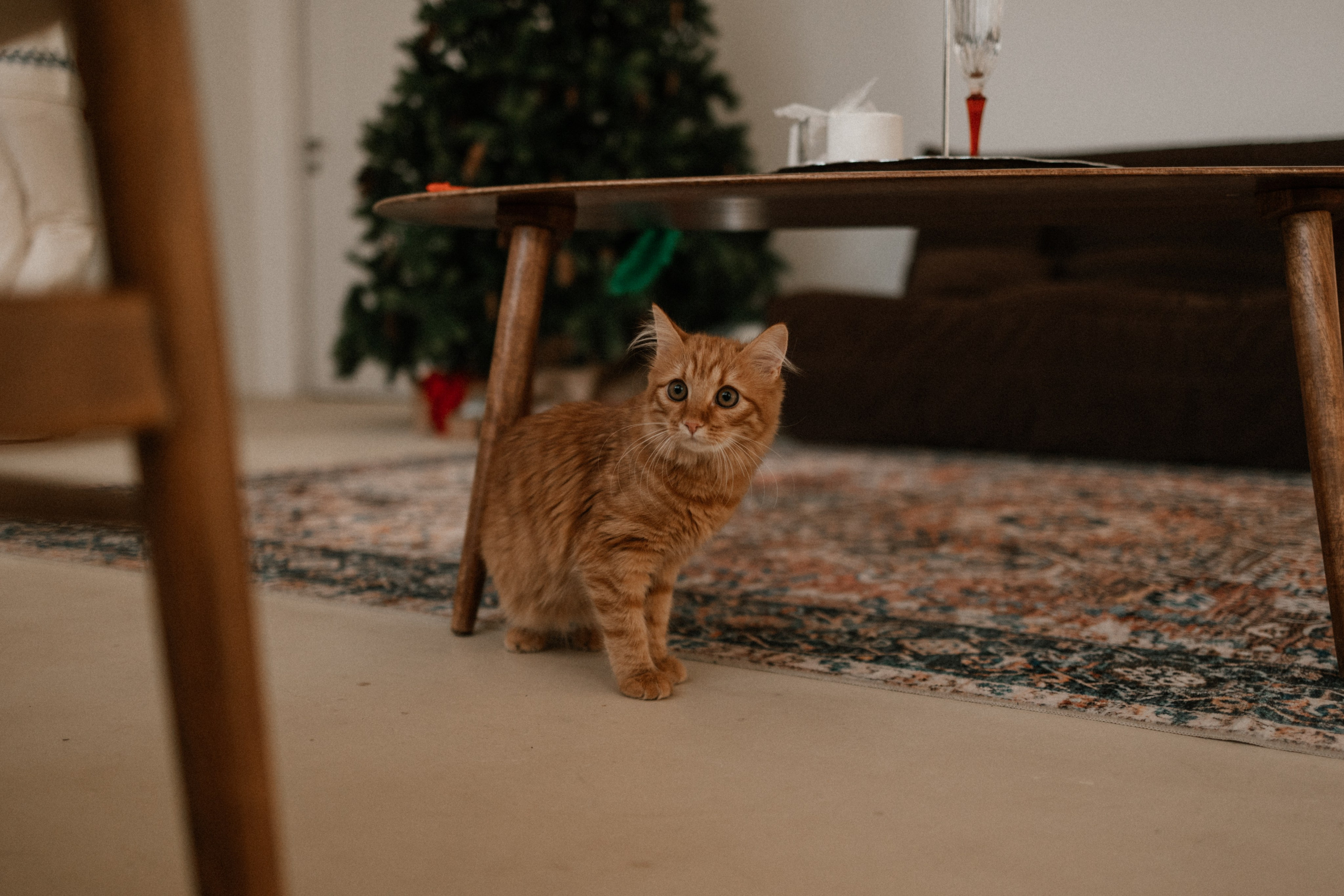 Камилла и ее девочки. Фотограф — Анималист | Санкт-Петербург