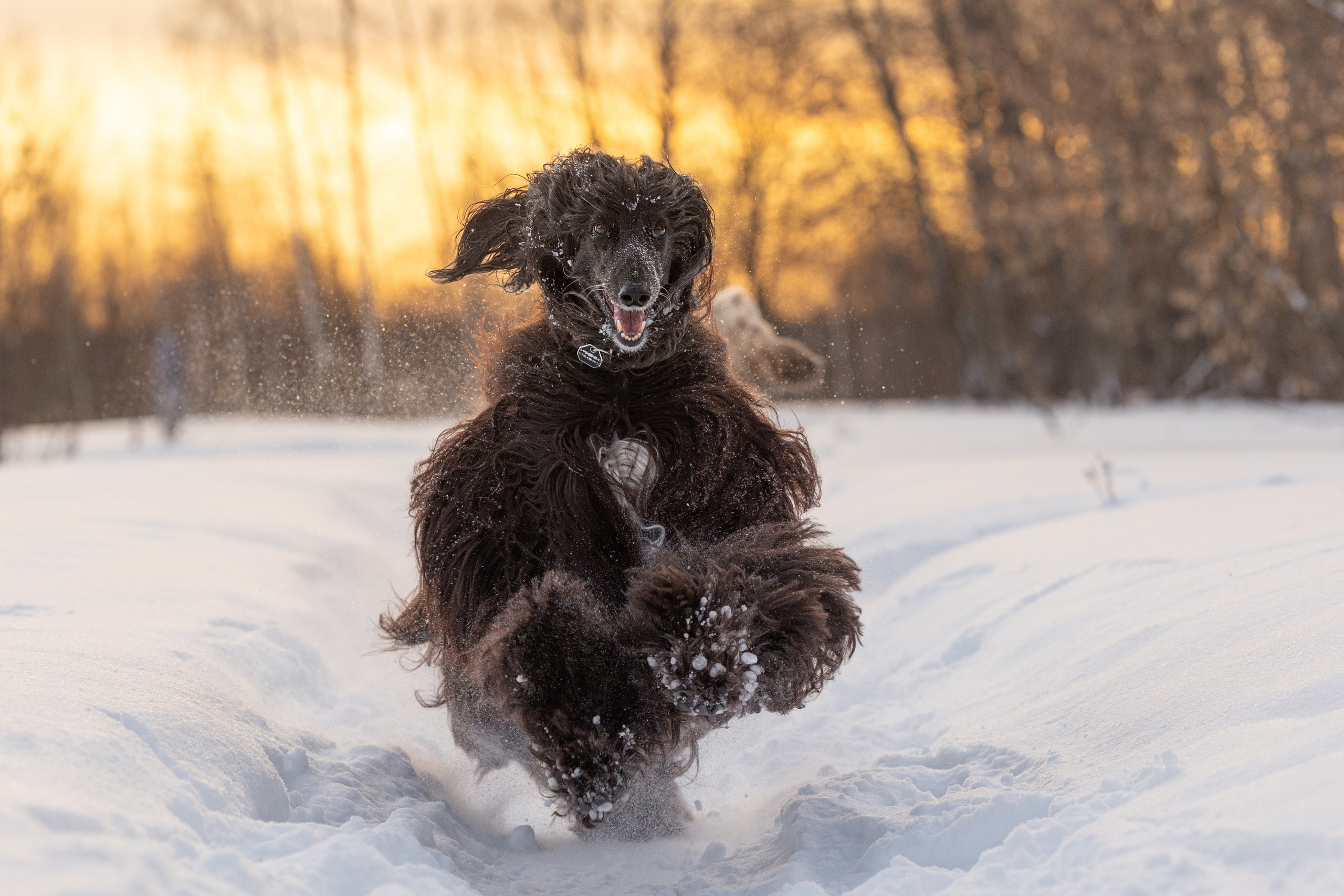 Игры афганов в снегу. Фотограф-анималист Natalia Deingel | Фотосъемка собак в Москве