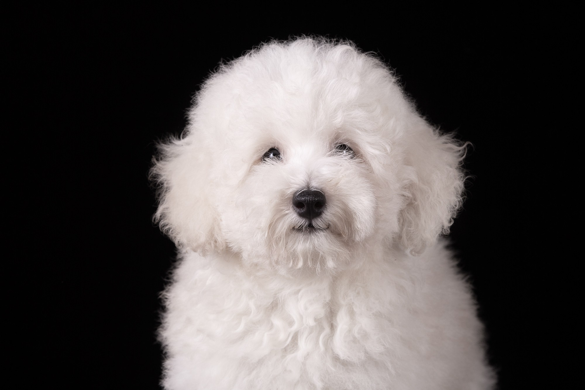 Фотосъёмки щенков. Фотограф-анималист Natalia Deingel | Фотосъемка собак в Москве