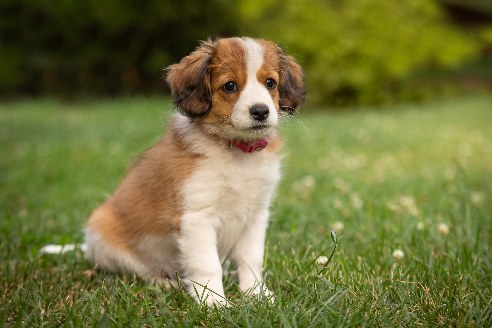 Фотосъёмки щенков. Фотограф-анималист Natalia Deingel | Фотосъемка собак в Москве