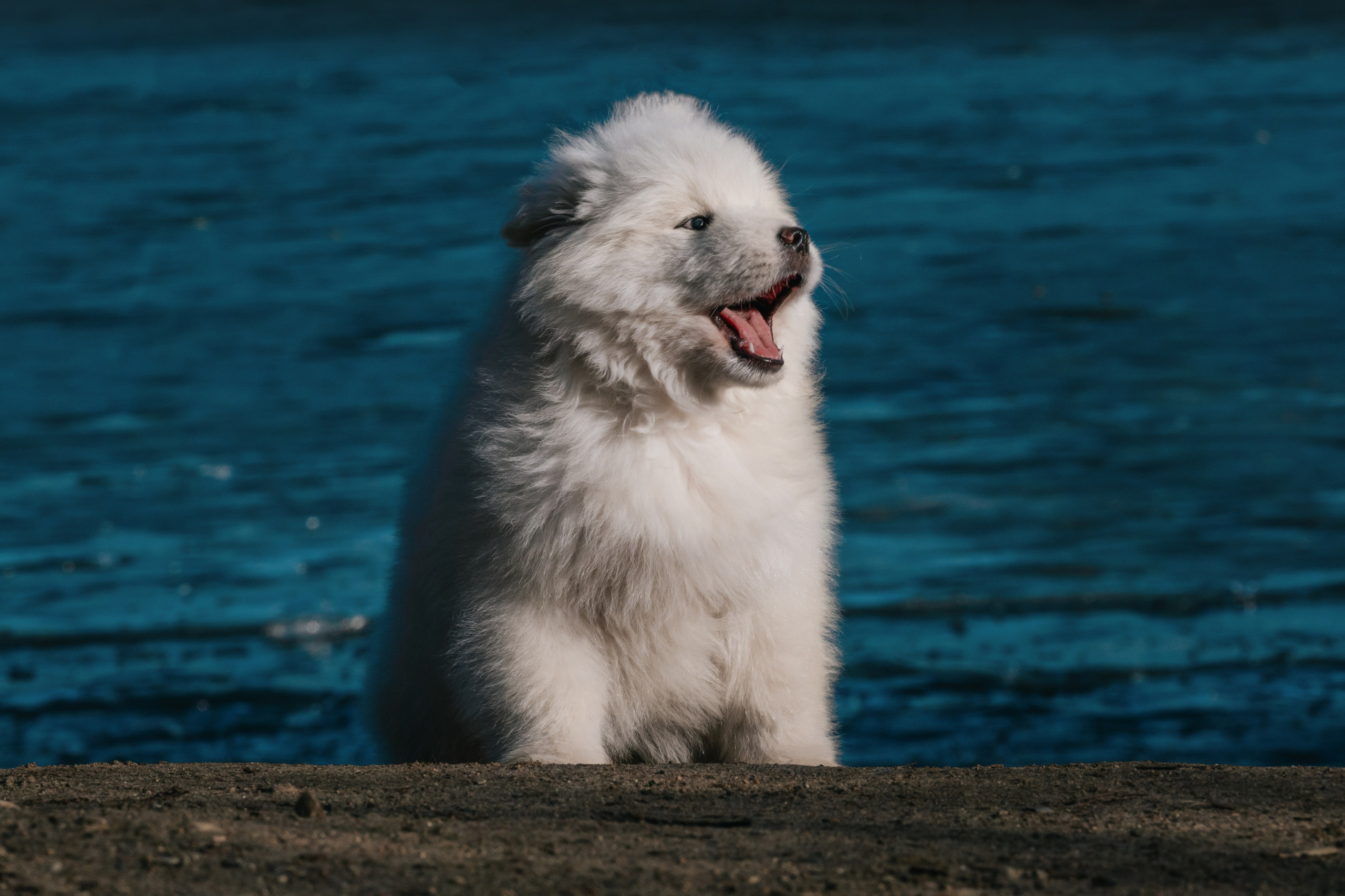 Очаровательный щенок самоеда