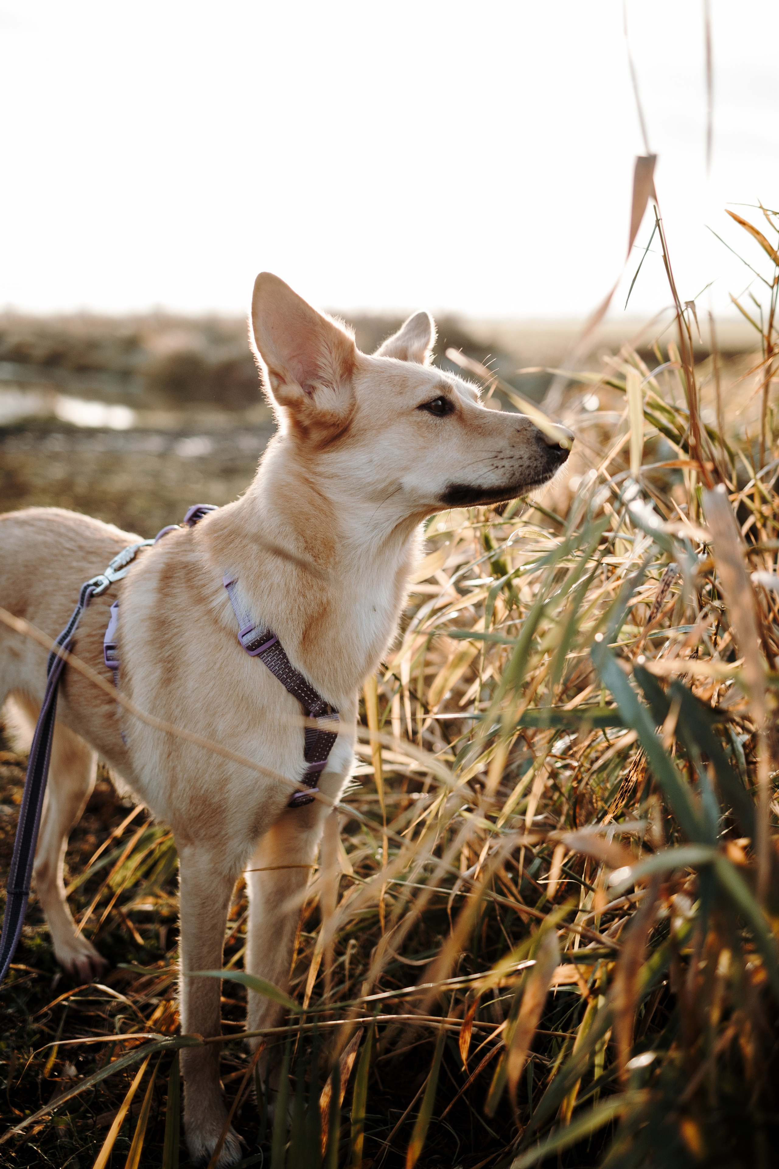 Юля и Джесси. Фотограф — Анималист | Санкт-Петербург
