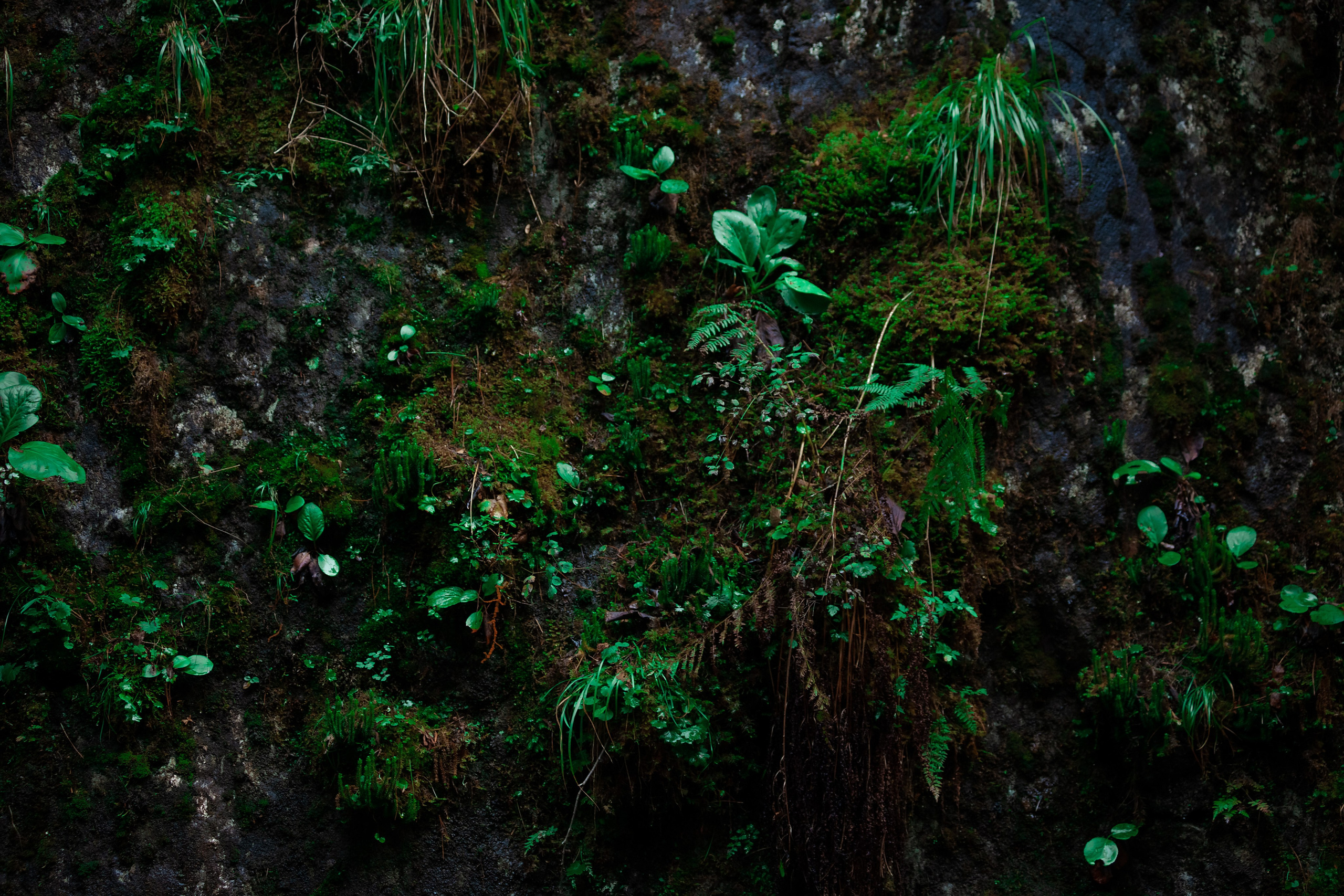 АЛТАЙ 2024 / ALTAI 2024. Главная