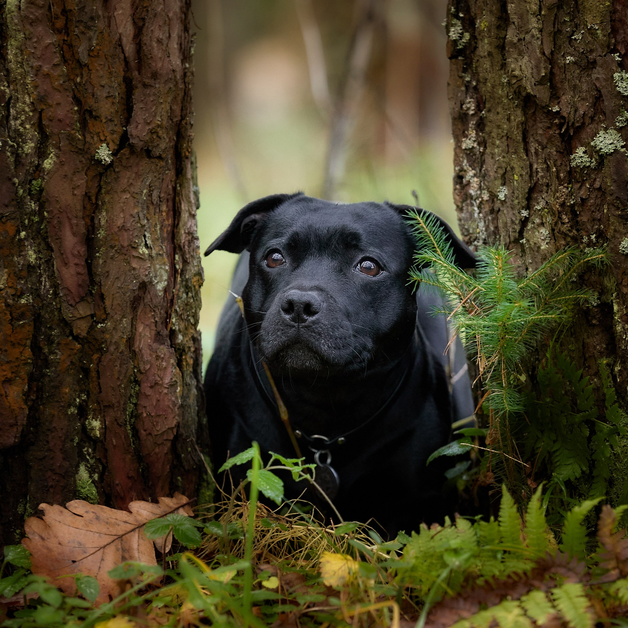 Стаффордширские бультерьеры — Тара, Кали и Лени. Главная