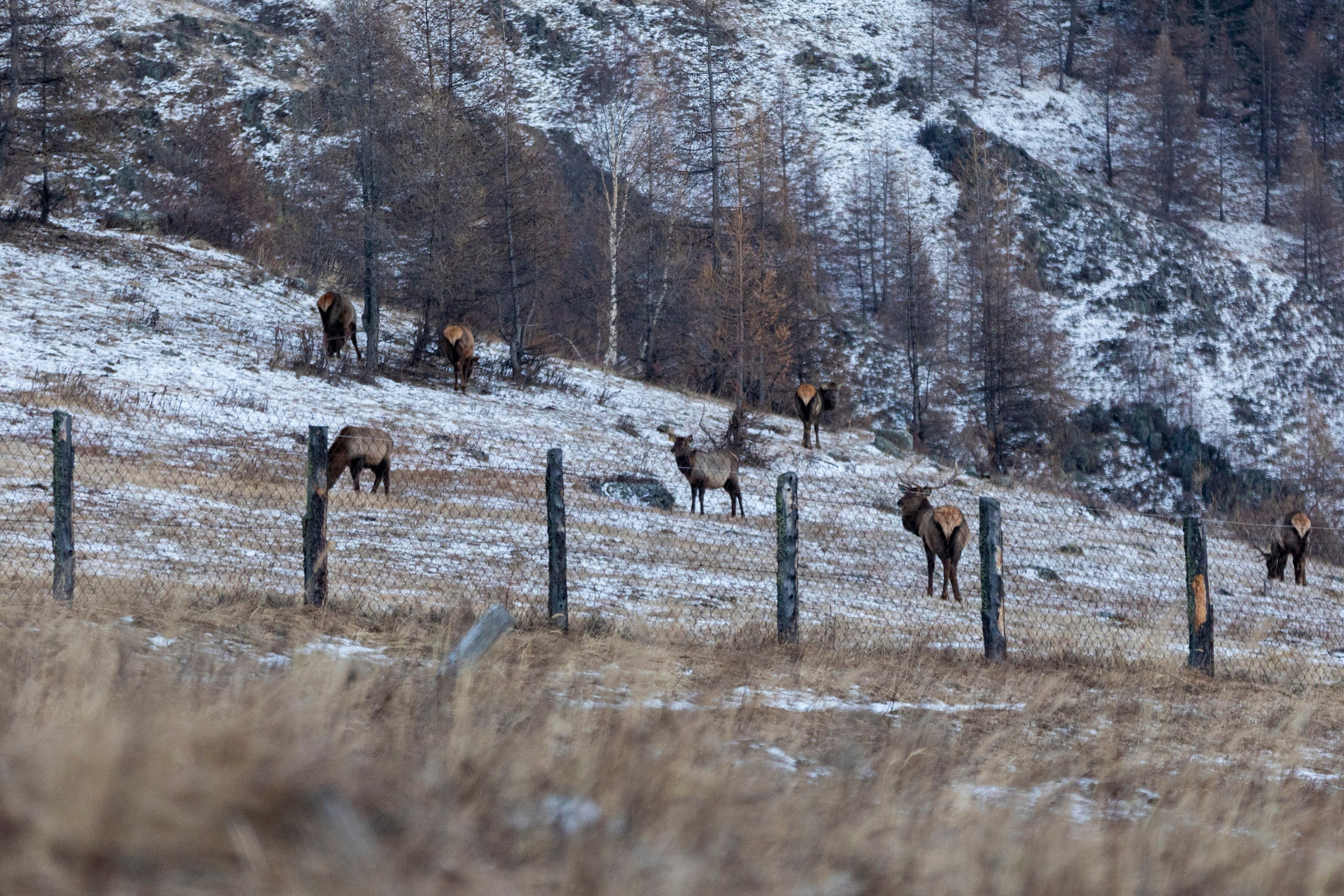 Алтай в декабре. Марина Захарова — Фотограф. Москва / Marina Zakharova — Photographer