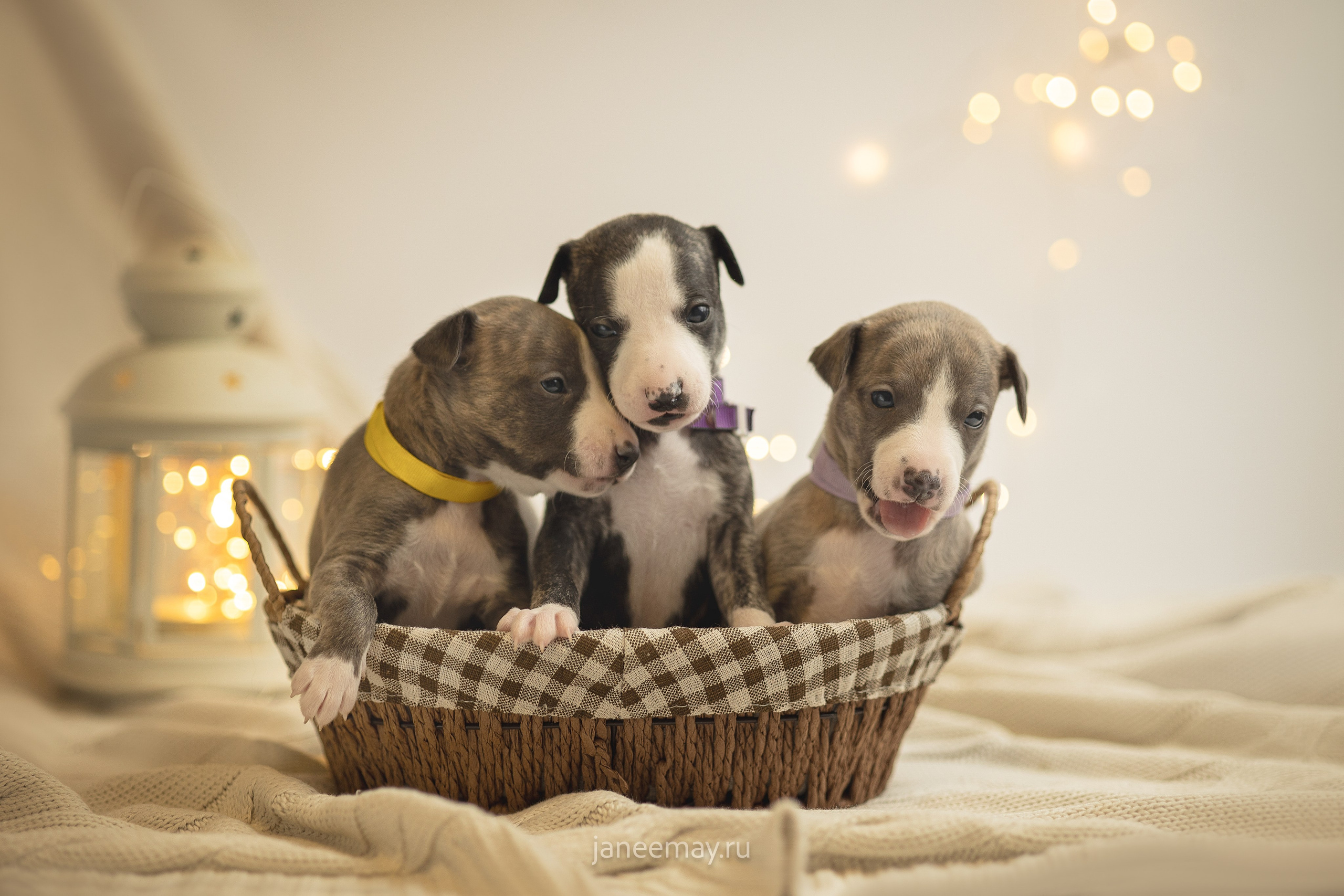 Малыши уиппеты Великбековых. Фотограф анималист в Москве Майорова Евгения