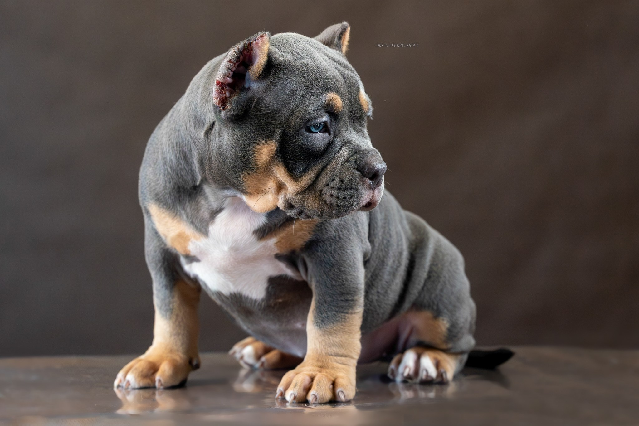 Американский булли!. Фотограф 📸 анималист, предметный, репортажный