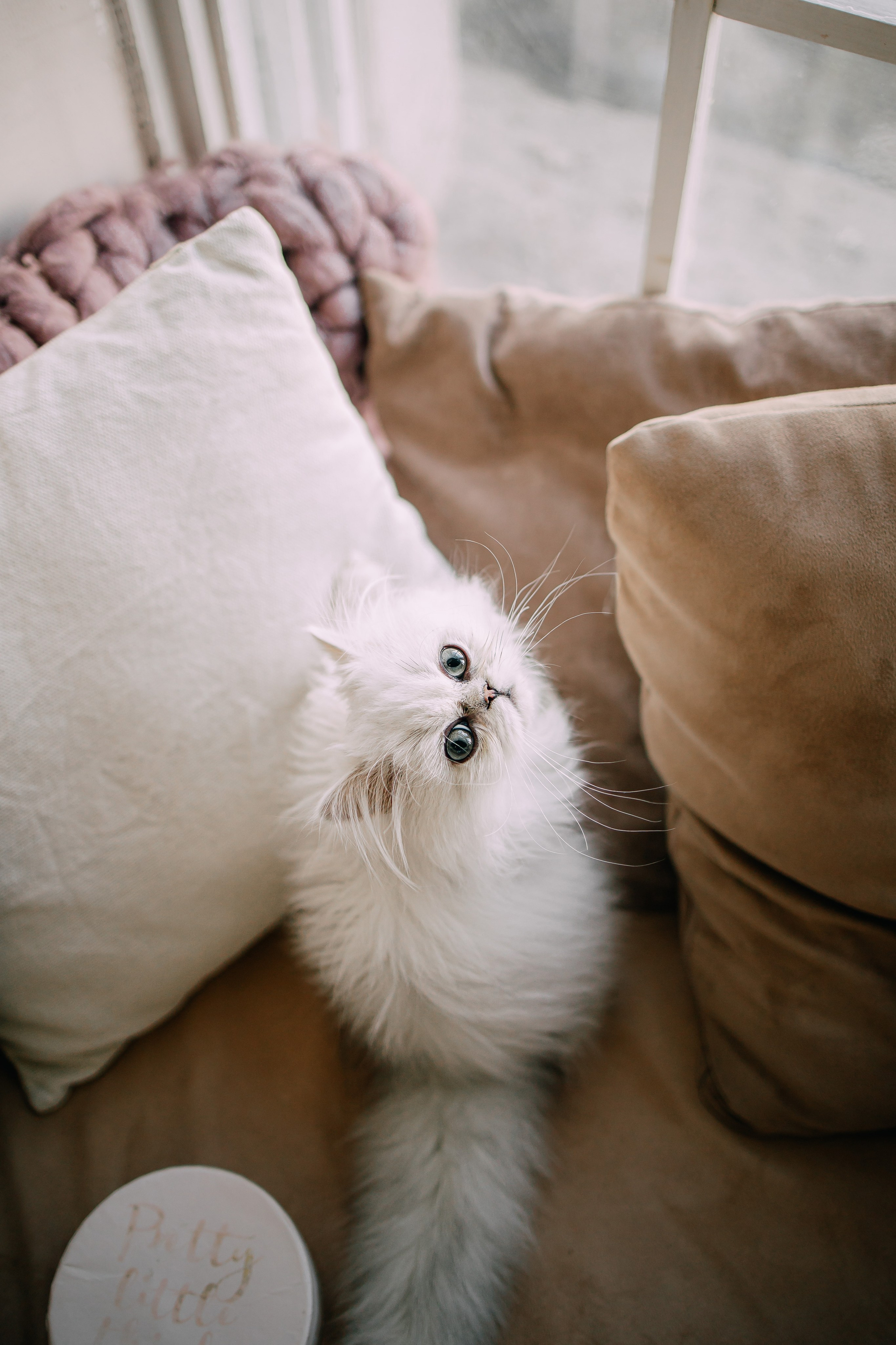 Султан, Мэй Мэй и Шанталь и их семья