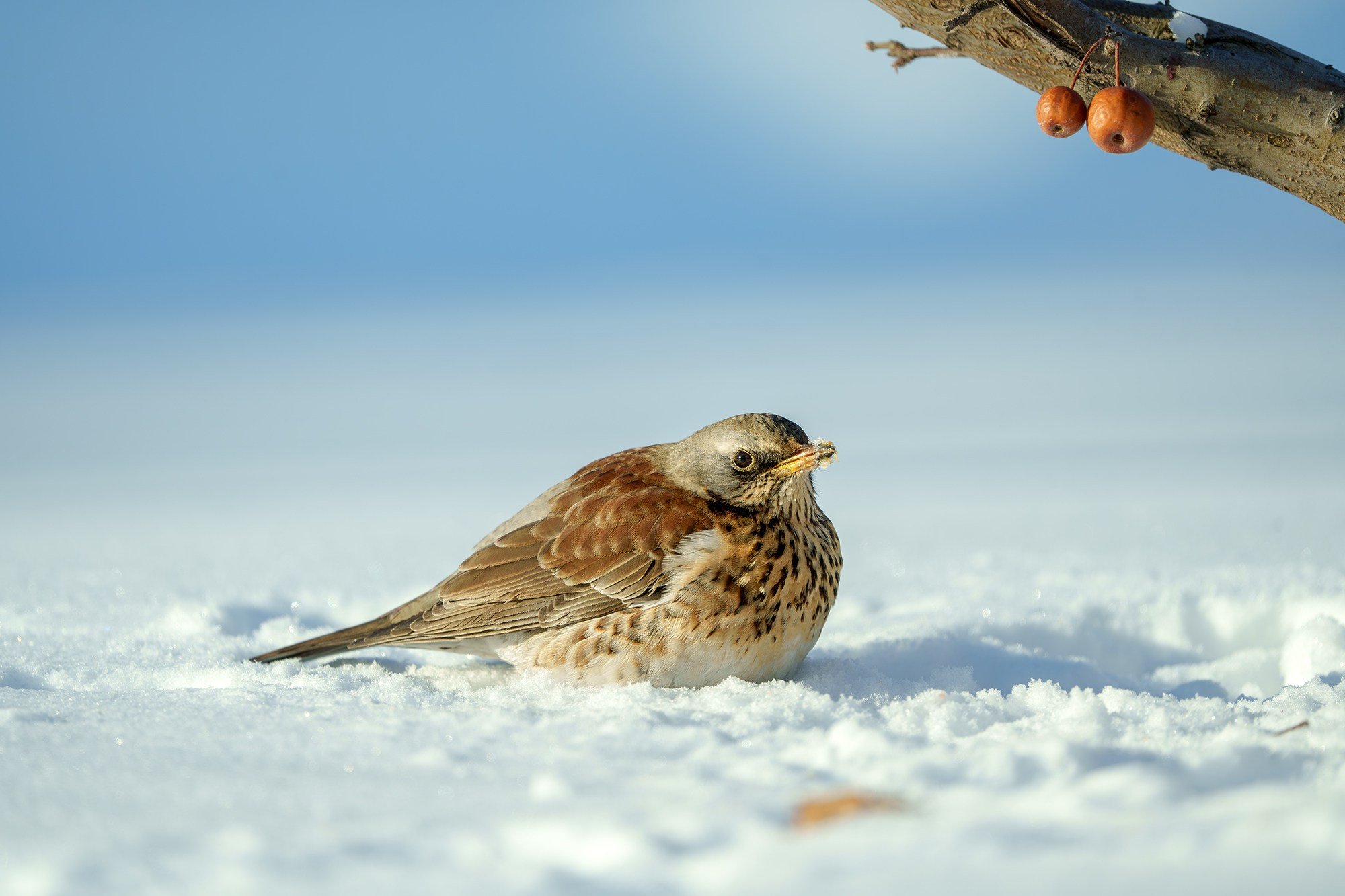 Удивительные мир птиц. Вокруг нас столько прекрасного — присмотритесь!. Ваш личный фотограф Марина Волкова