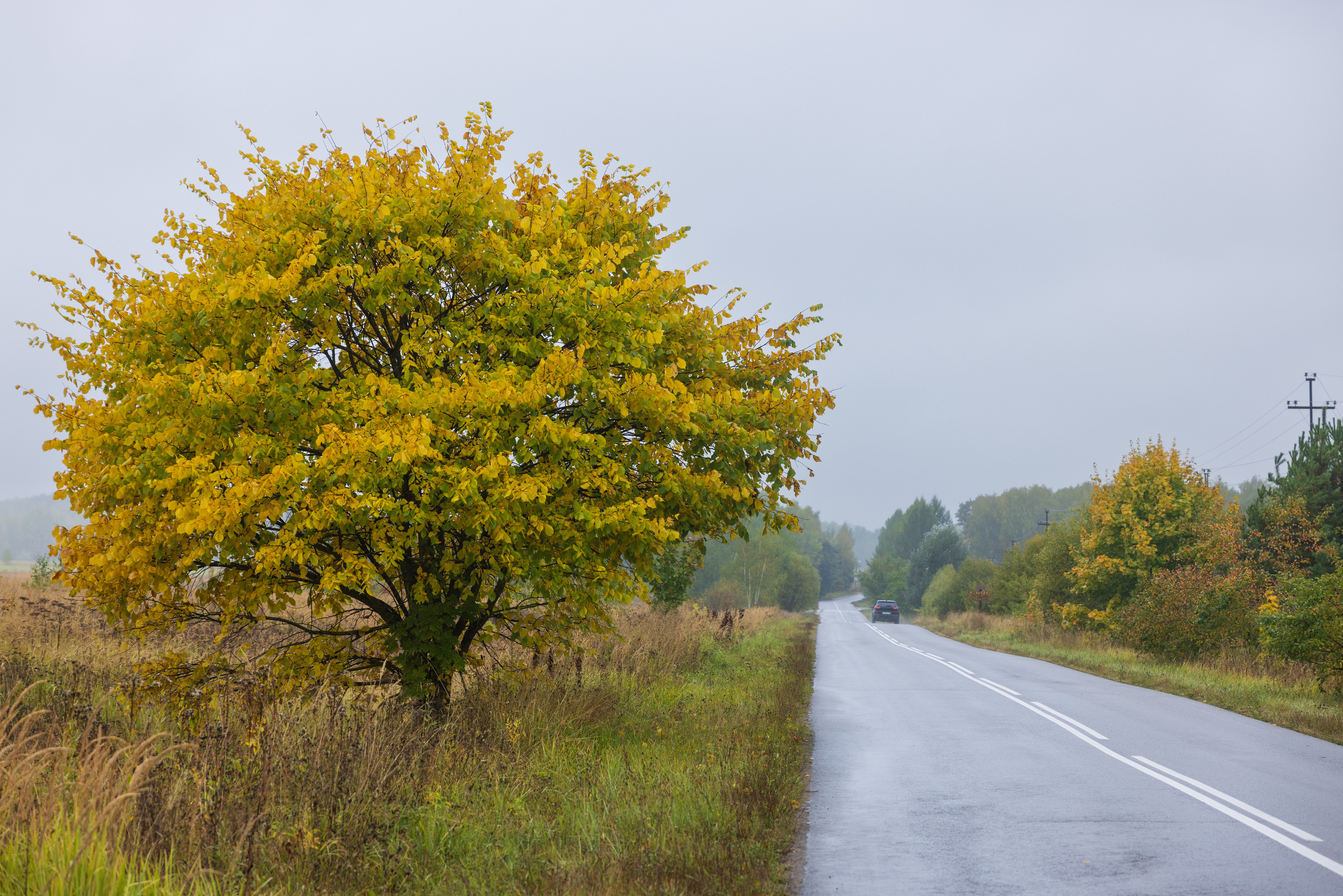 Осеннее дерево