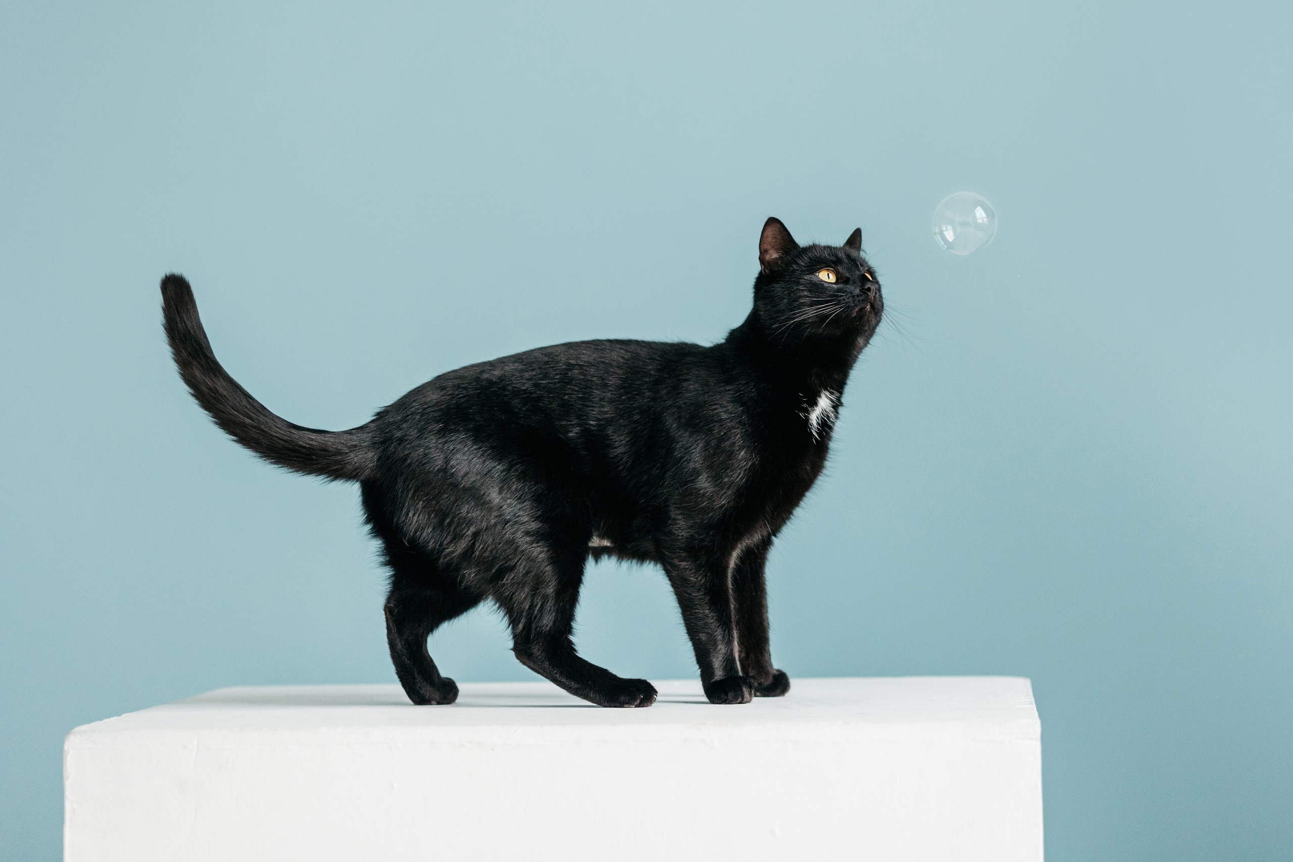 Кузя. Фотограф-анималист Елена Радченко, Москва