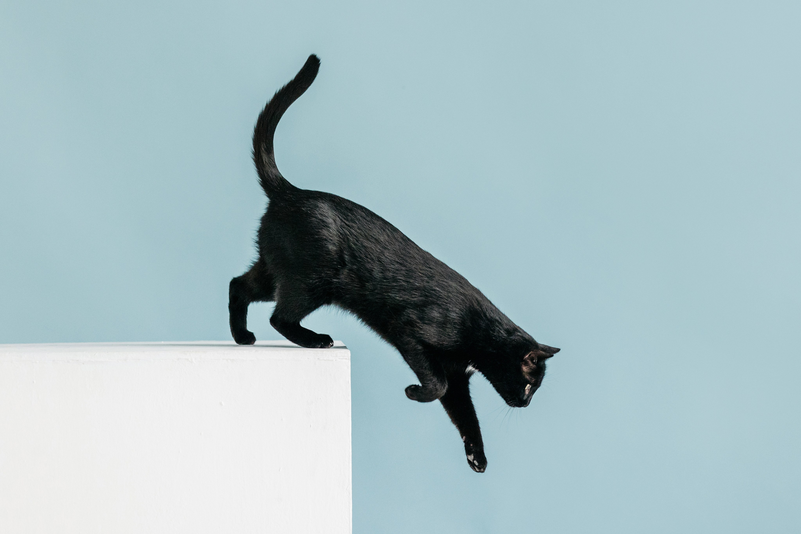 Кузя. Фотограф-анималист Елена Радченко, Москва