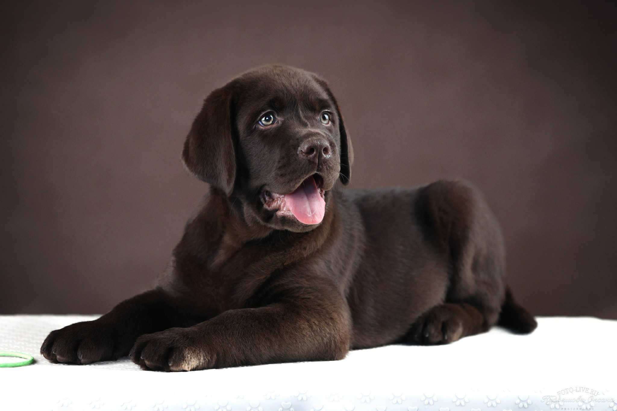 Лабрадоры. Фотограф 📸 анималист, предметный, репортажный