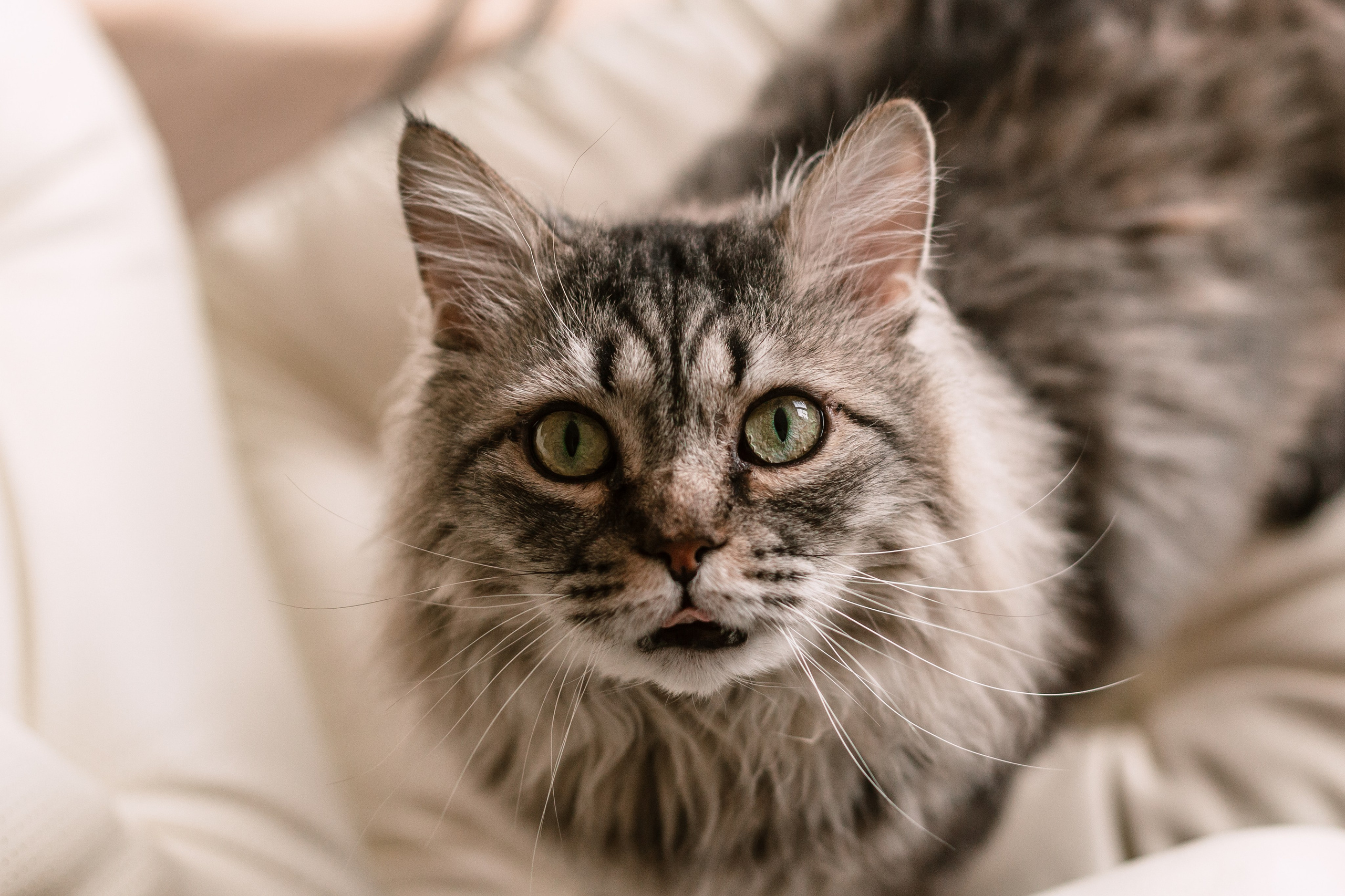 Домашняя фотосессия кота. Фотограф-анималист Татьяна Степанова