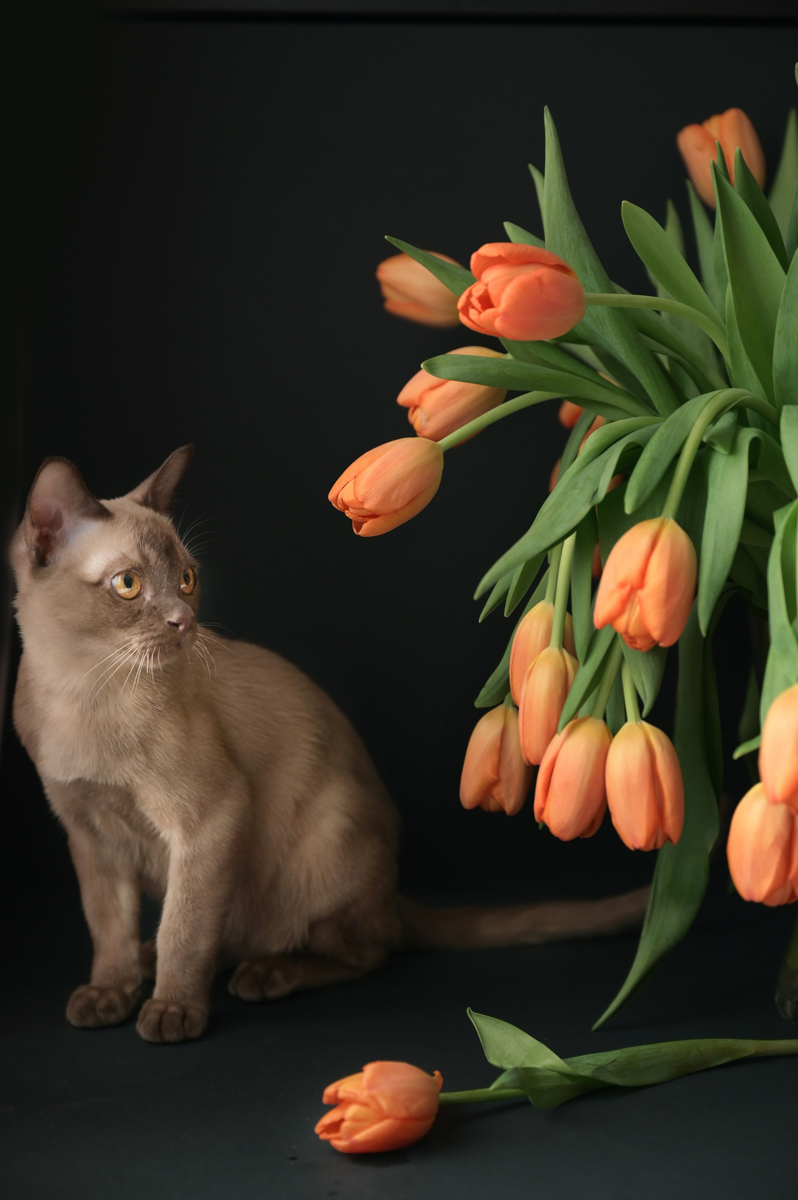 Любимые питомцы. Наталия Моргунова. Фотограф в Королеве и Москве