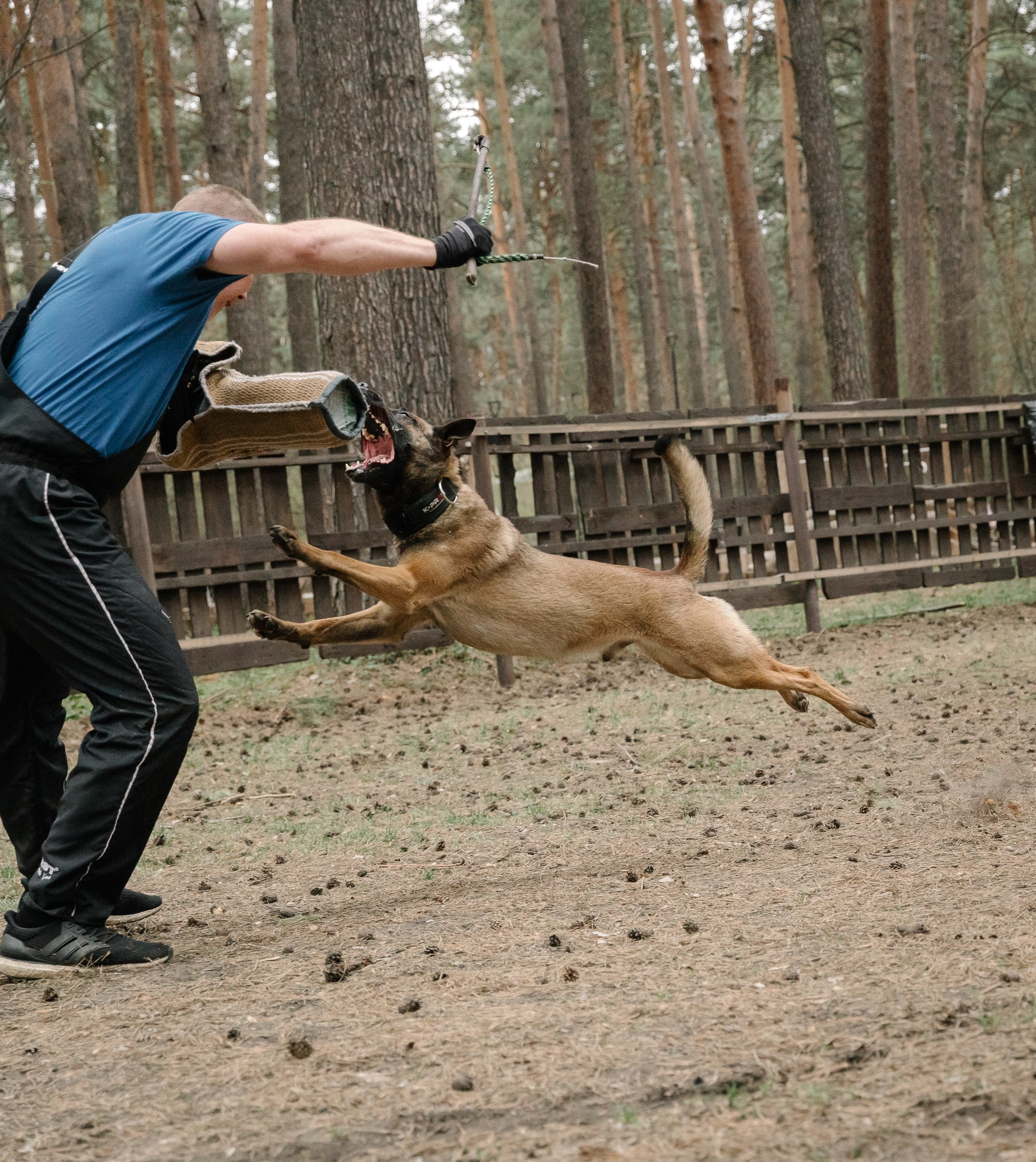 Рабочие собаки. Фотограф в Новосибирске