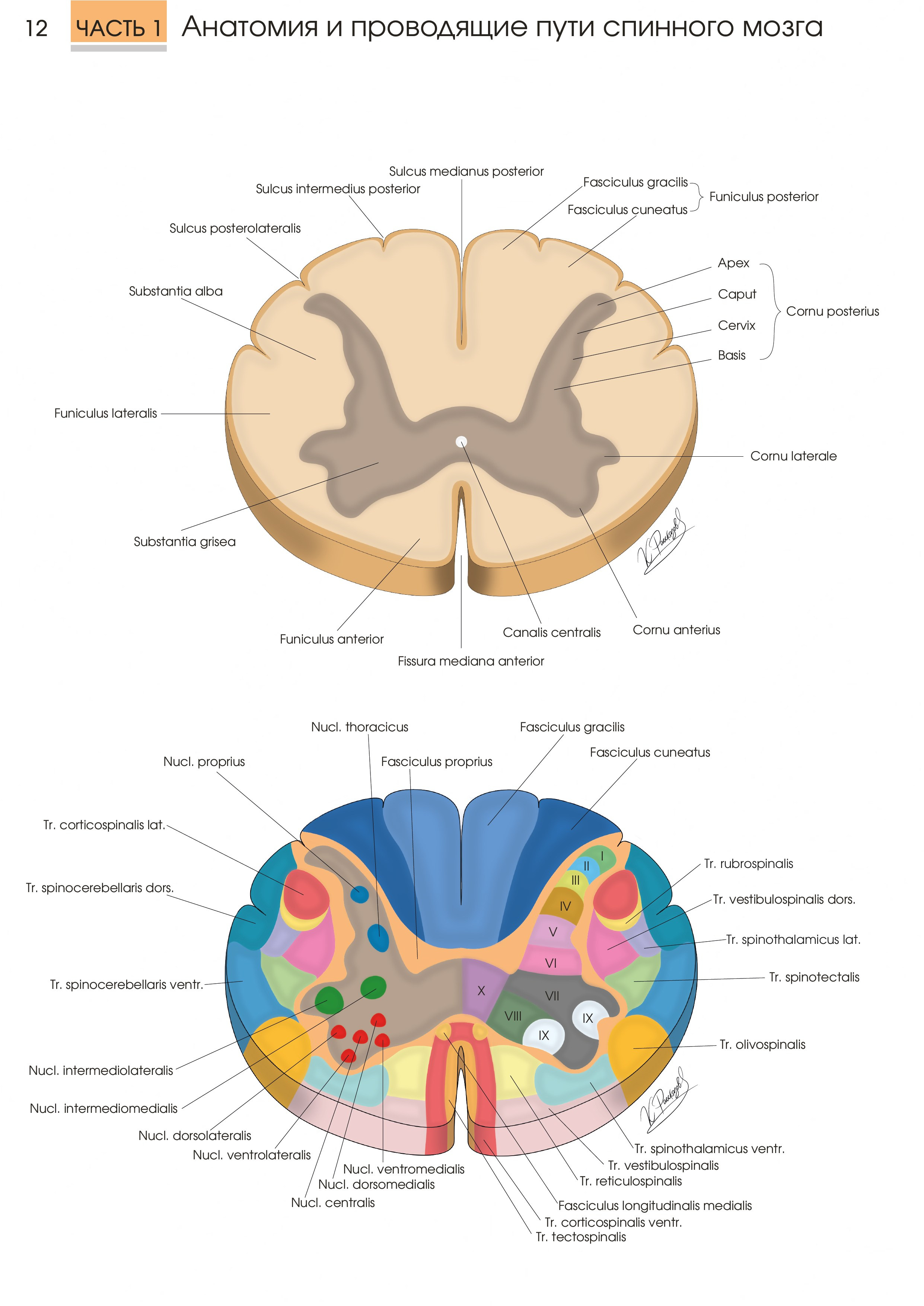 Portfolio. Scientific and medical illustration | Konstantin Rasskazov — Medical illustrator