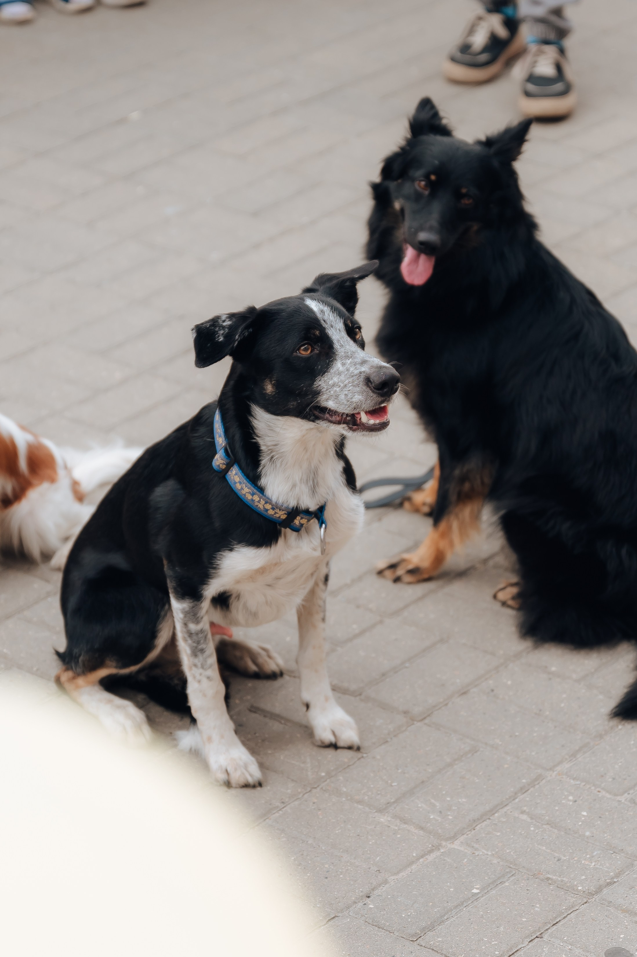 Открытие Мультифокс. Детский и семейный фотограф Катерина Мишина