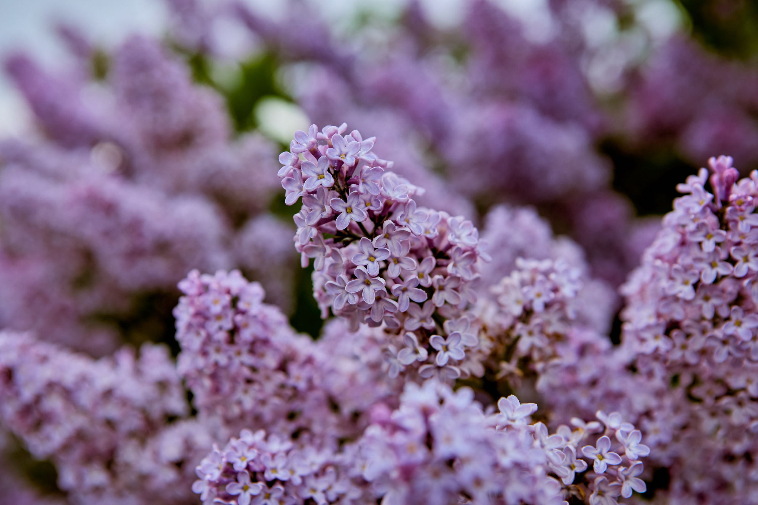 Букет Сирени на фотографиях Николая Голованова г. Дзержинск
