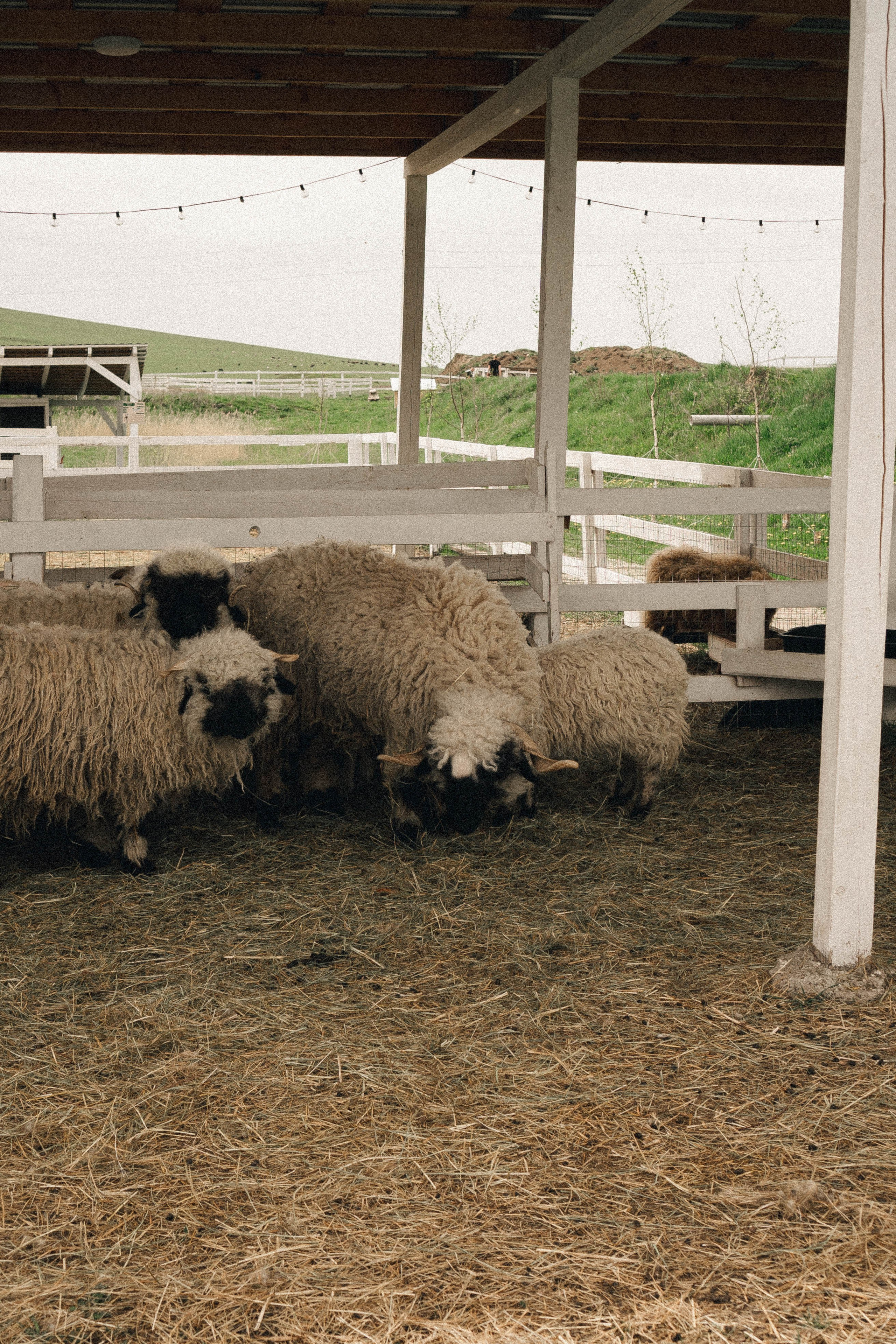 Ферма Альпак. Профессиональный фотограф, Санкт-Петербург — Виктория Богомолова