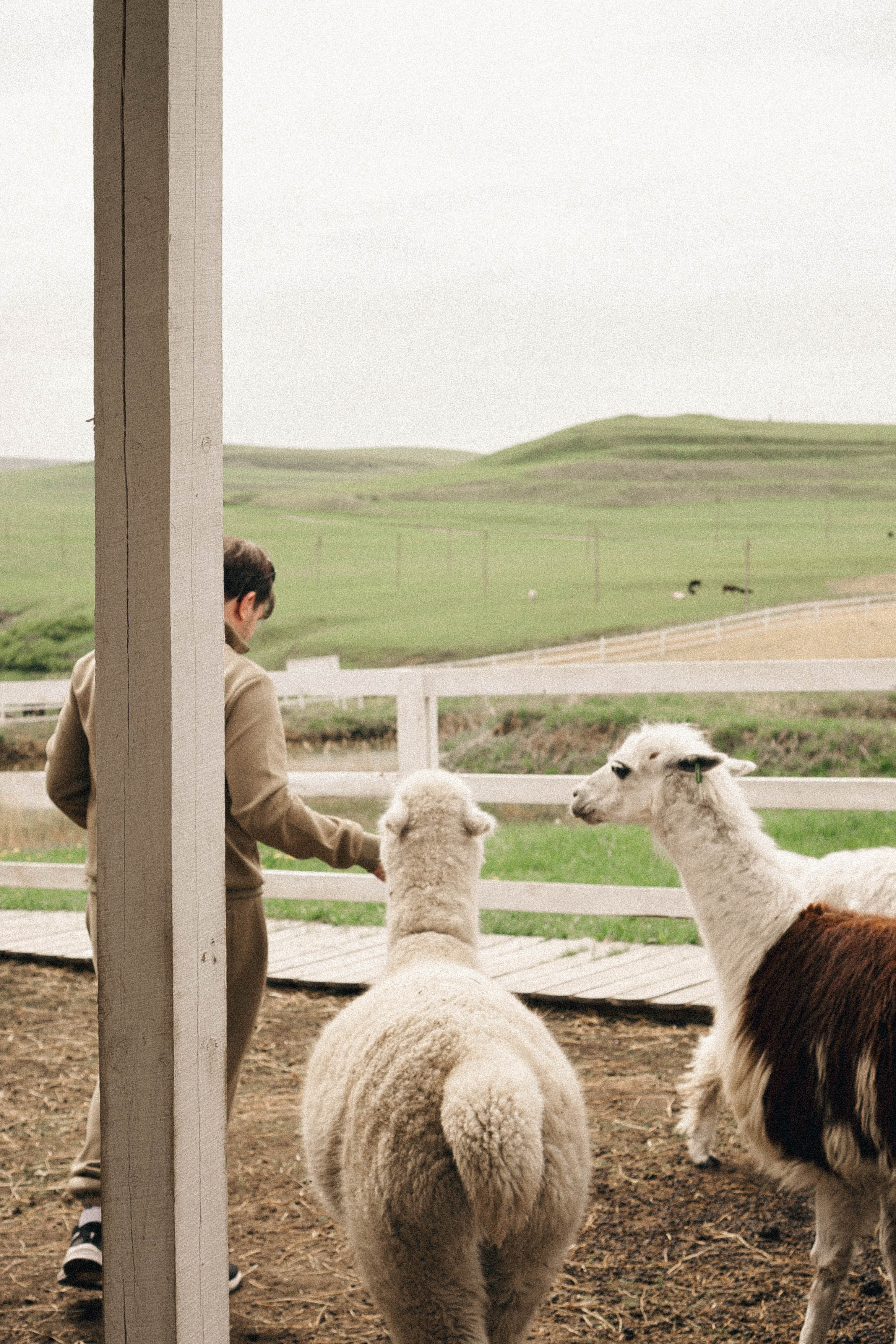 Ферма Альпак. Профессиональный фотограф, Санкт-Петербург — Виктория Богомолова