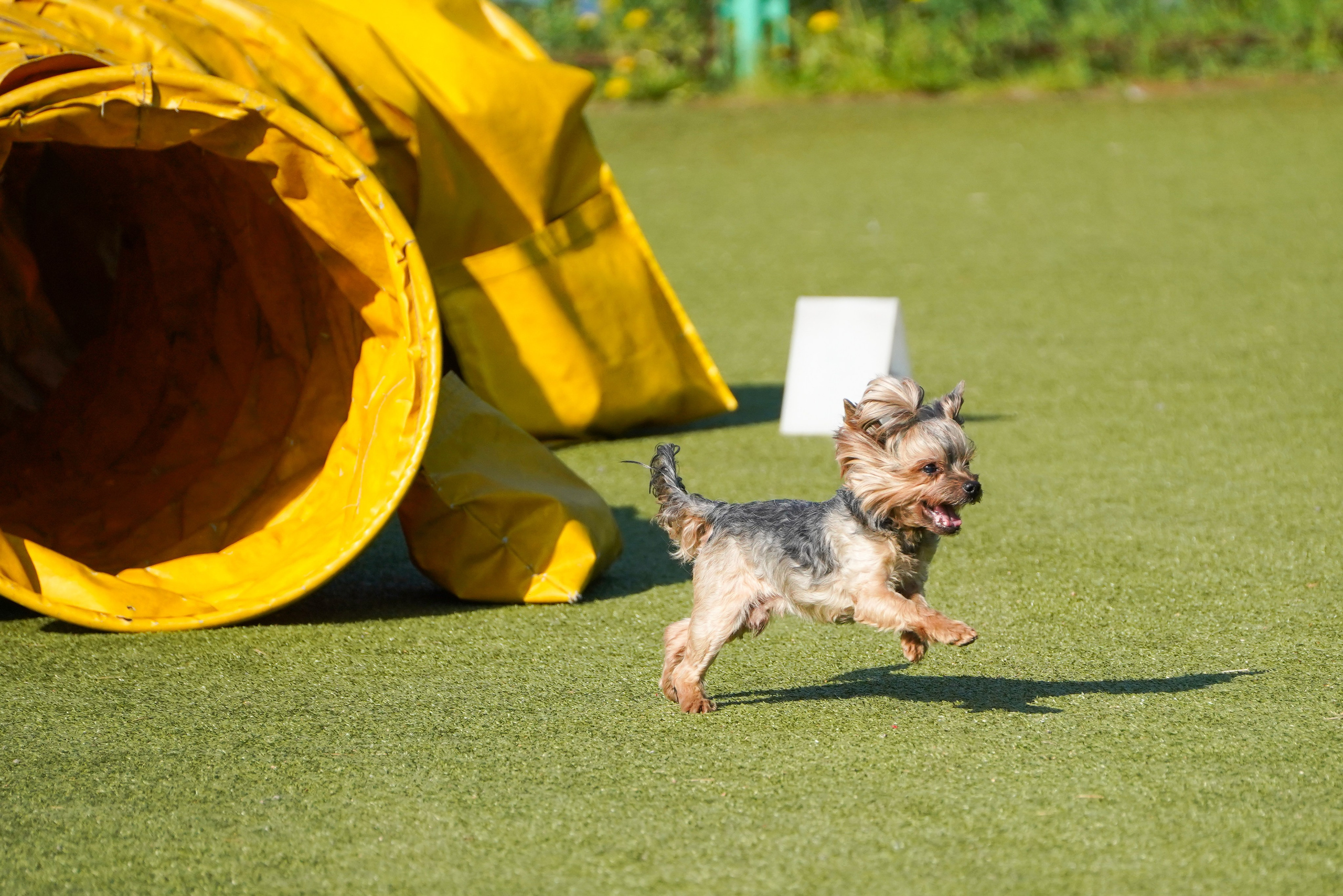 Аджилити 25.05.24, Санкт-Петербург. Фотограф-анималист Анастасия Большакова