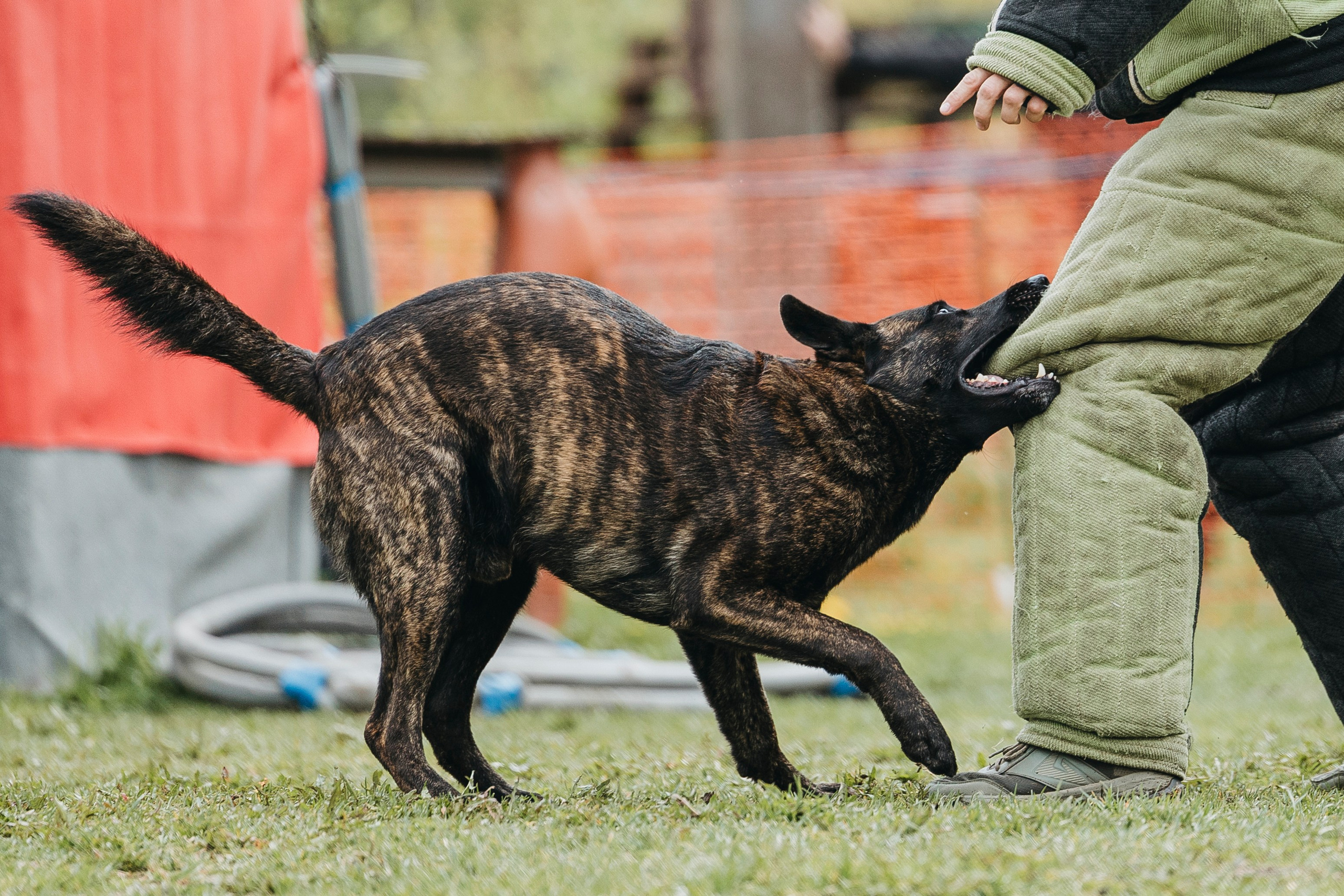 26.05.25 г. Пушкин квалификационные соревнования. Фотограф-анималист Анна Маринич
