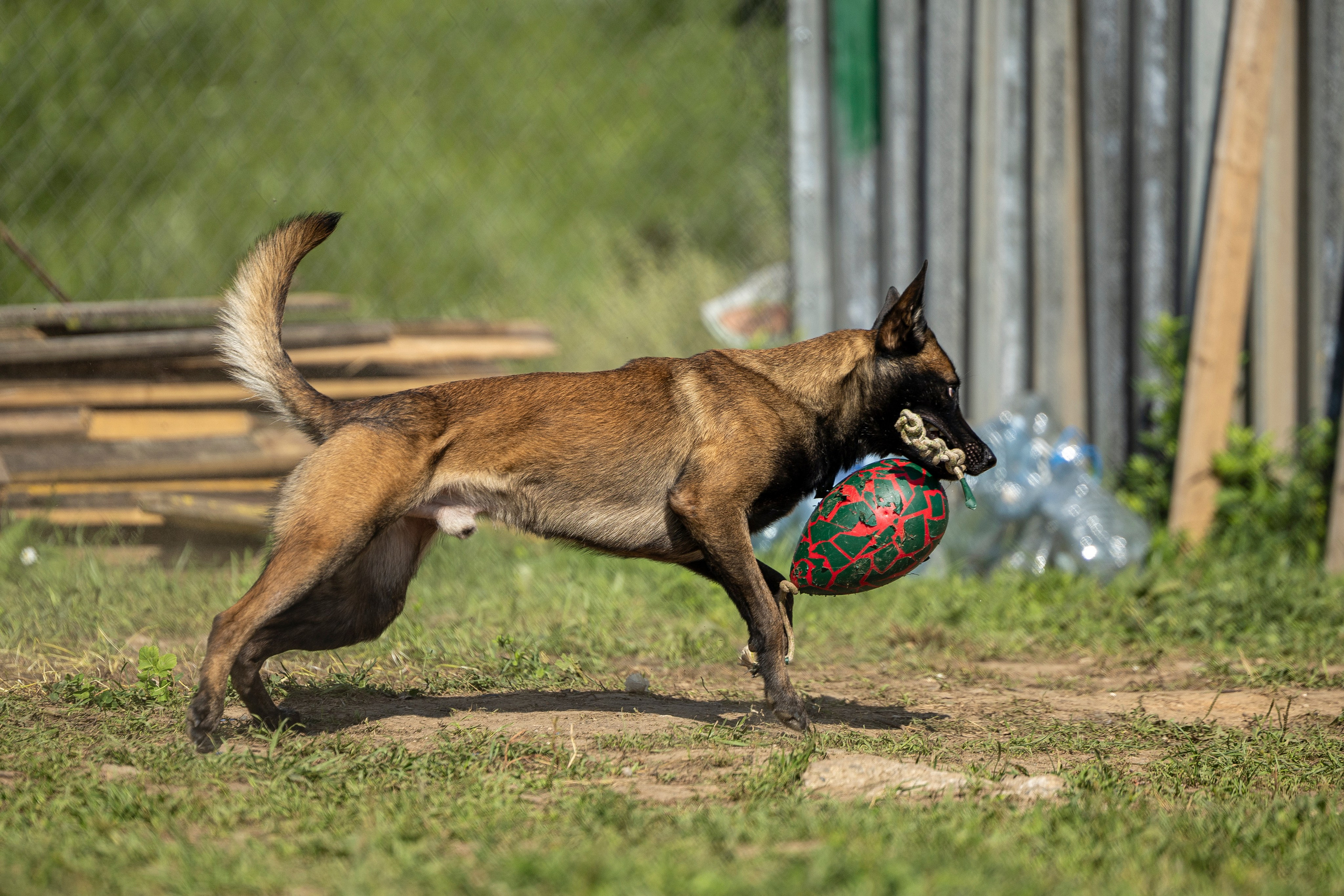Соревнования по Мондьорингу г. Вологда 10-11.08.2024. Фотограф-анималист Анна Маринич