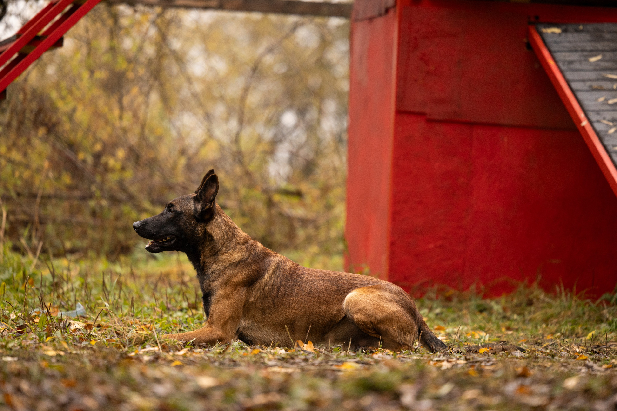 Соревнования по Мондьорингу г. Вологда. Фотограф-анималист Анна Маринич