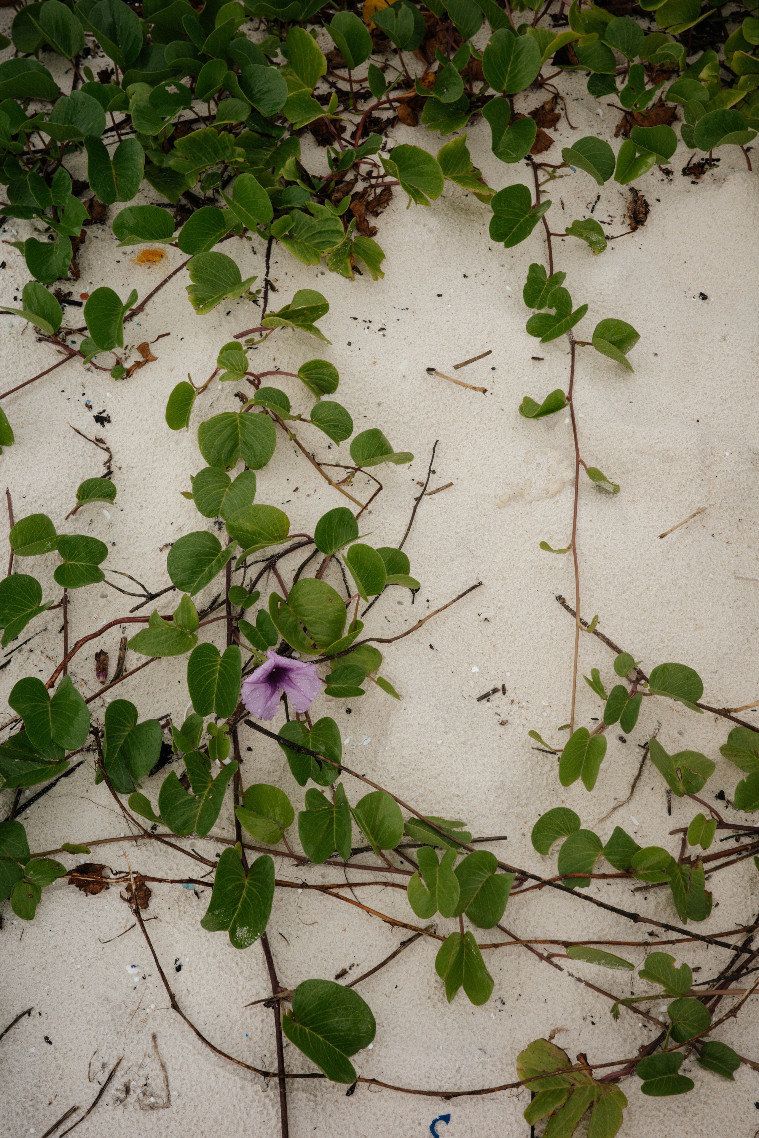 Тай, 2023. Свадебный фотограф Москва Александра Аверкова