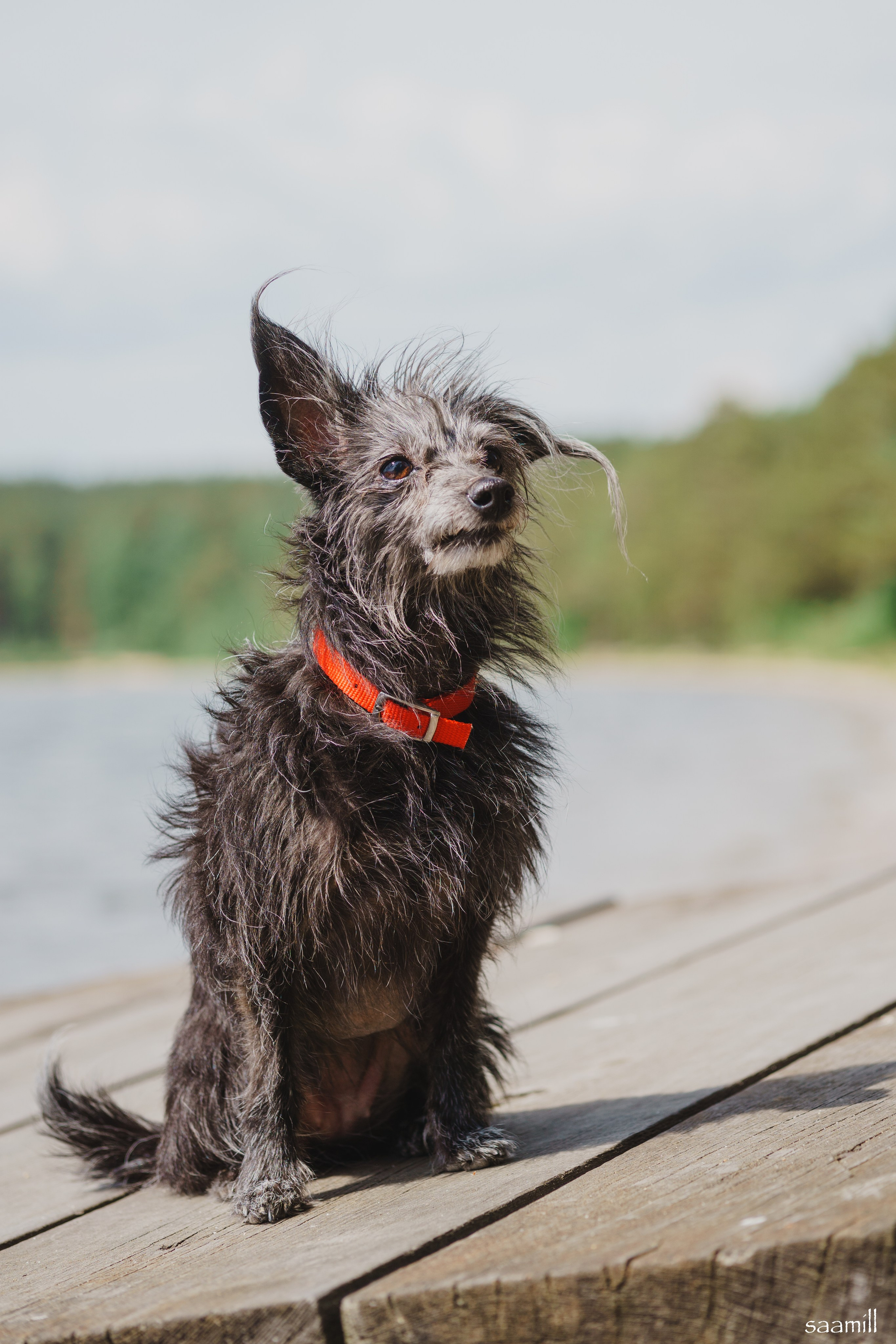 Life with dog. Saamill