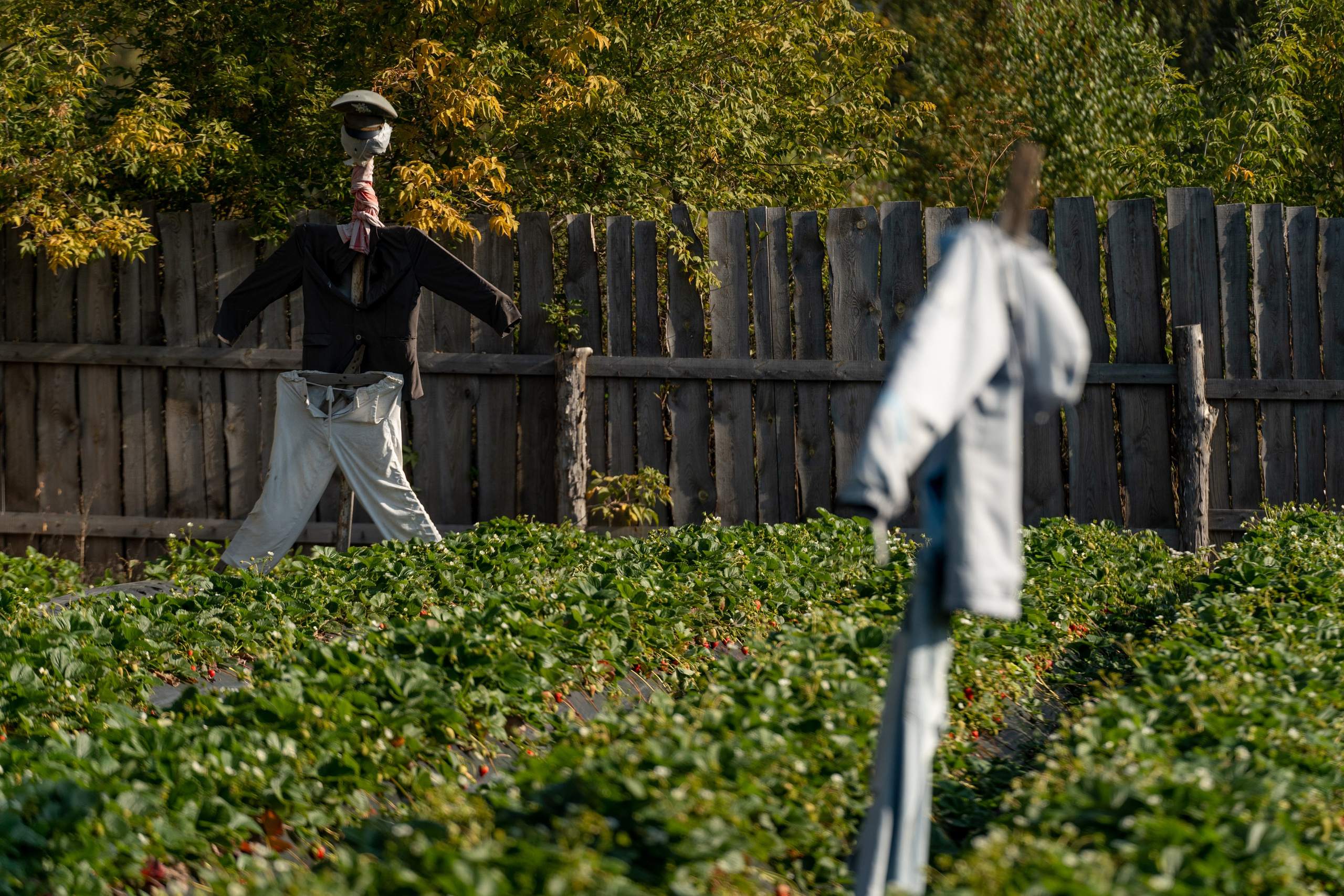 Валерия и Владислав Ращектаевы. Фермеры. Репортажный фотограф Наталья Лапцевич