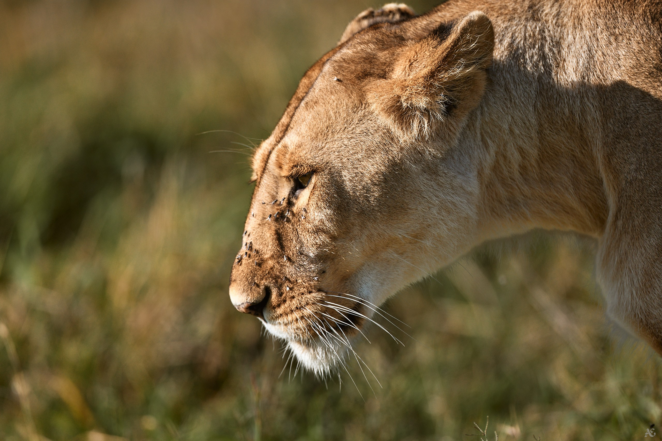Назойливость
