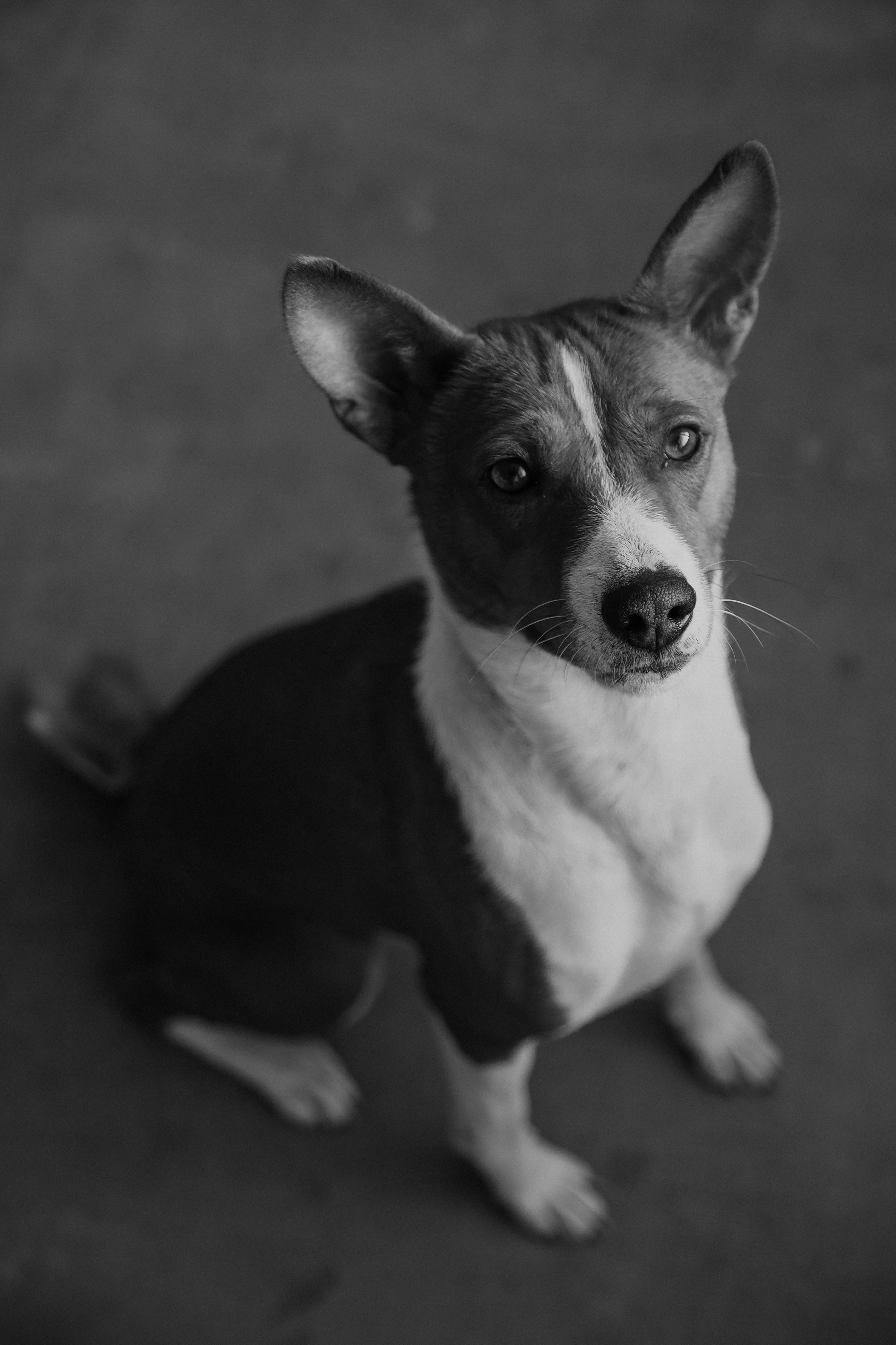 С собаками. Фотограф в Серпухове и Тарусе Ксения Царёва