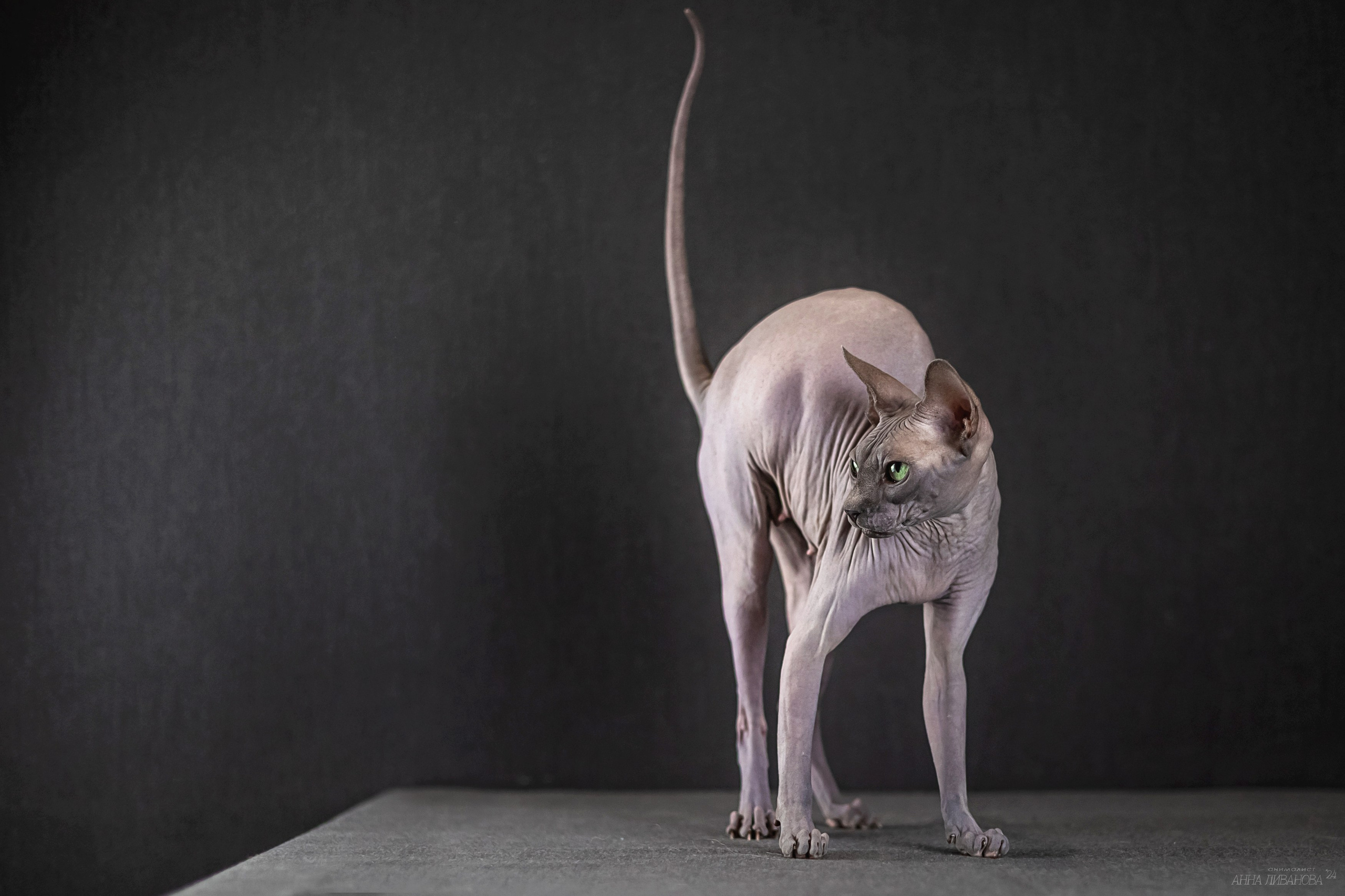 Голубая киса сфинкс. Фотограф анималист Аня Ливанова | Рыбинск