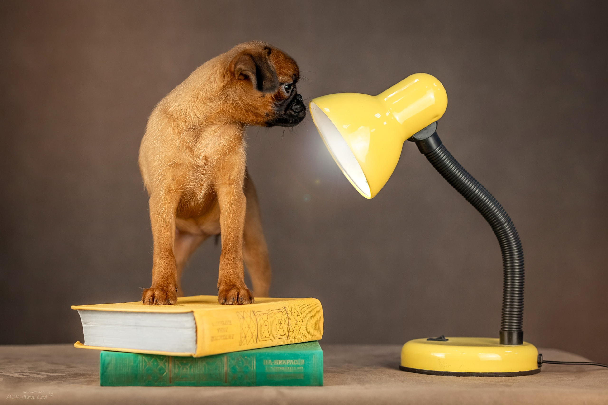 Гриффончики. Фотограф анималист Аня Ливанова | Рыбинск