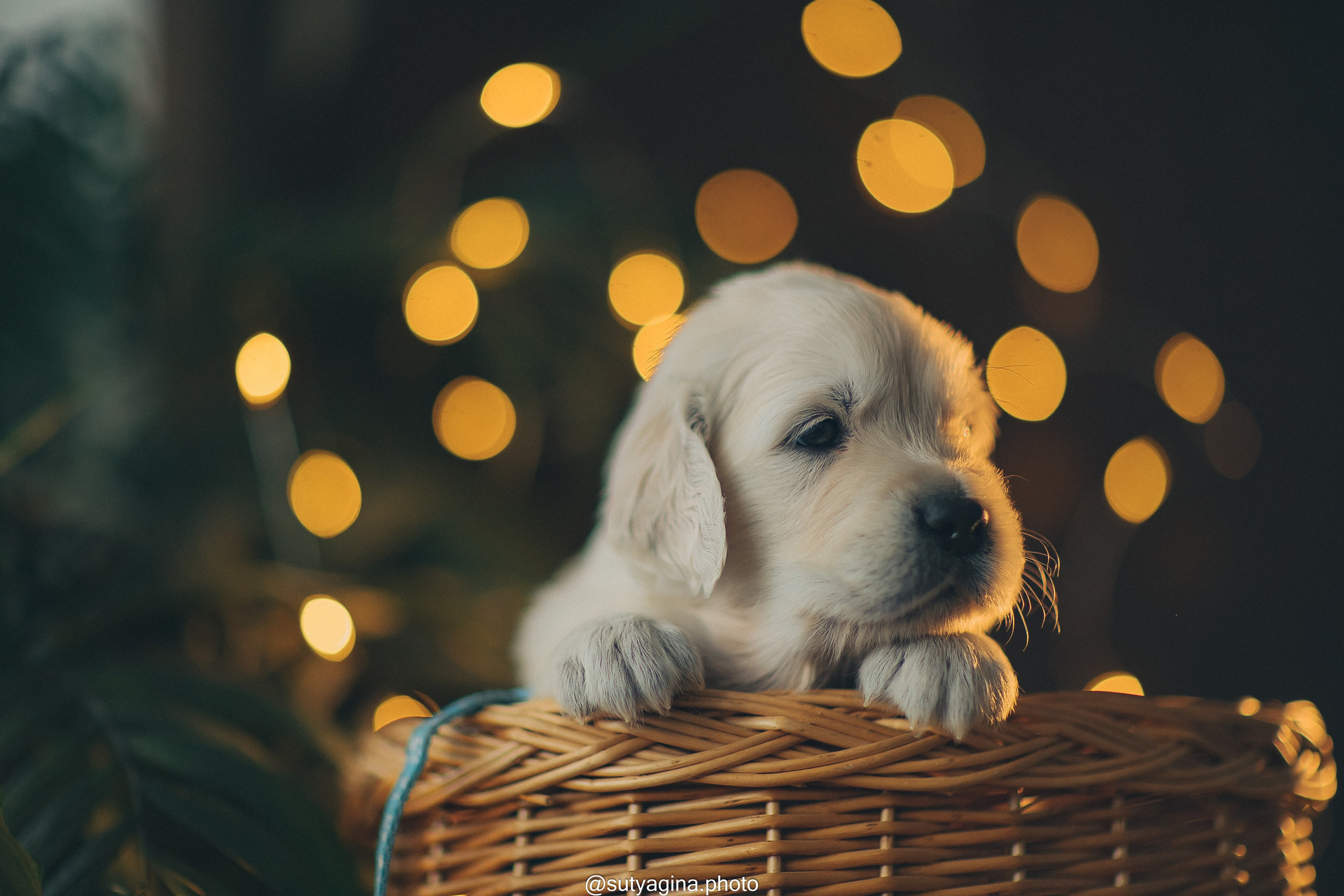 Голубой ошейник. Свадебный и женский фотограф