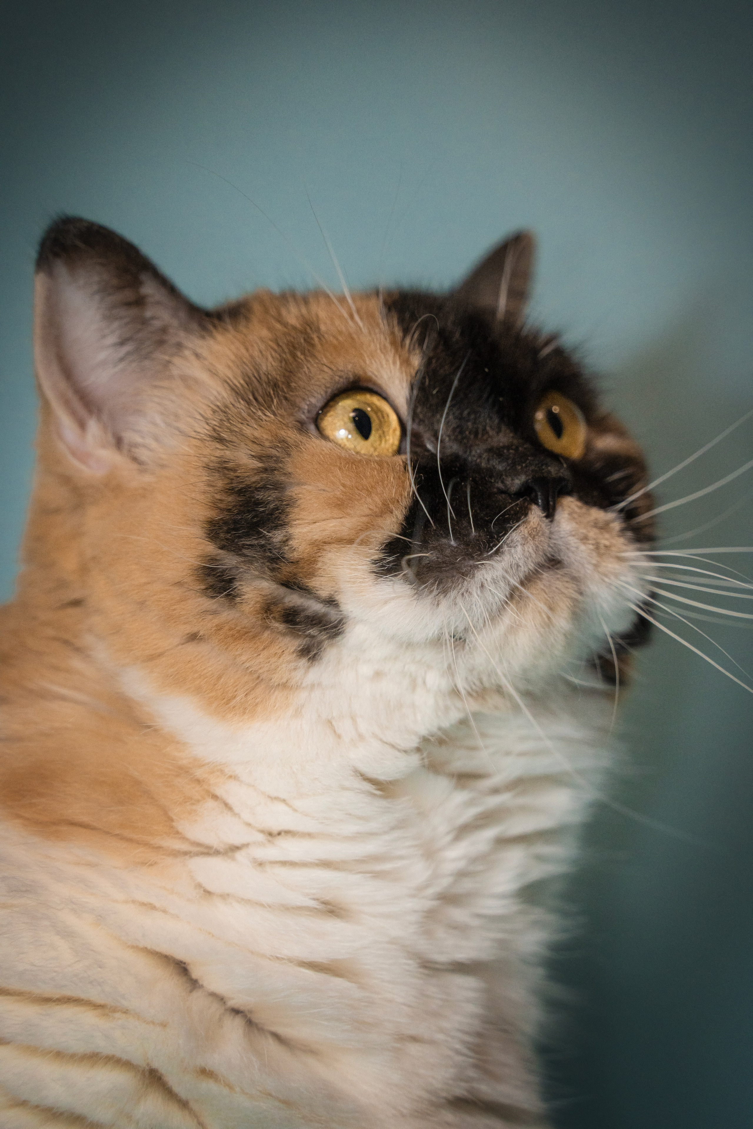 Котики. Семейный фотограф анималист г. Находка