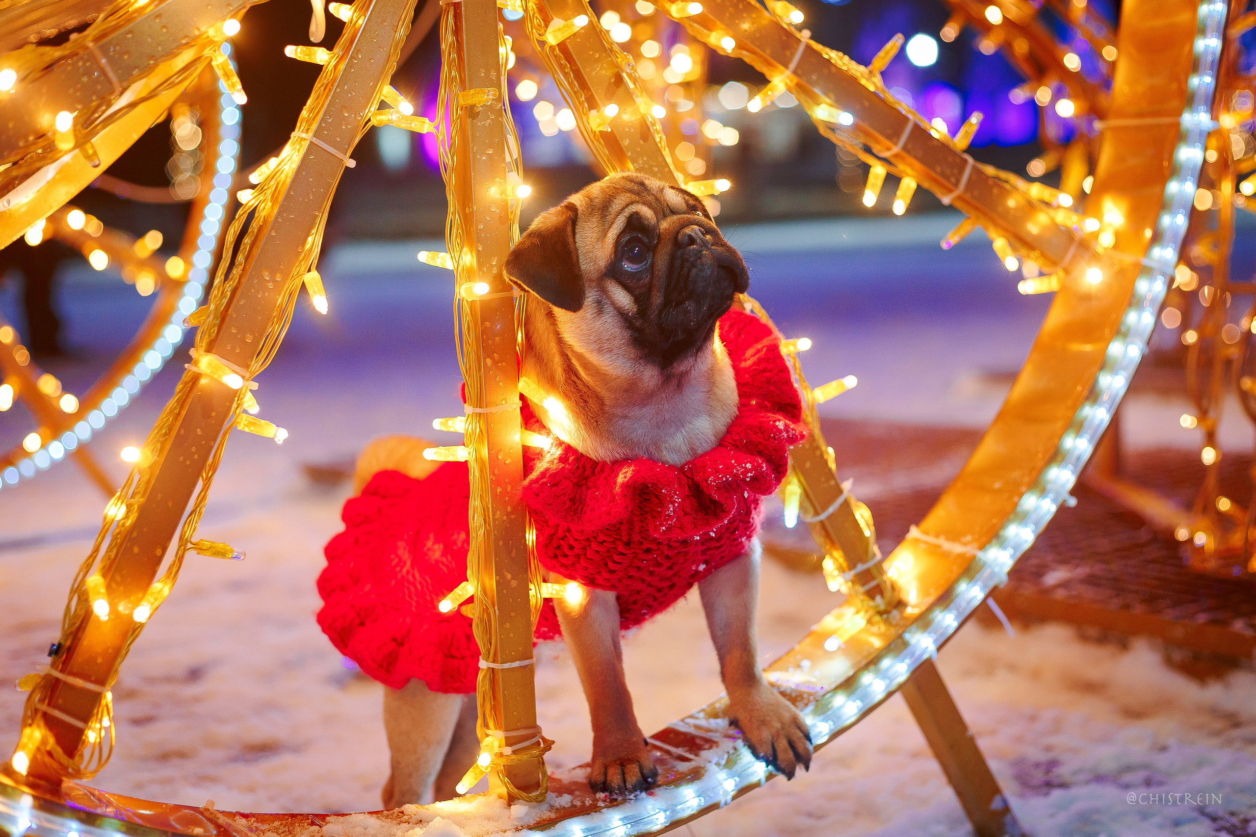 Новогоднее настроение. Роза. Фотограф-анималист Наталия Чистюхина в г. Сосновый Бор и ЛО
