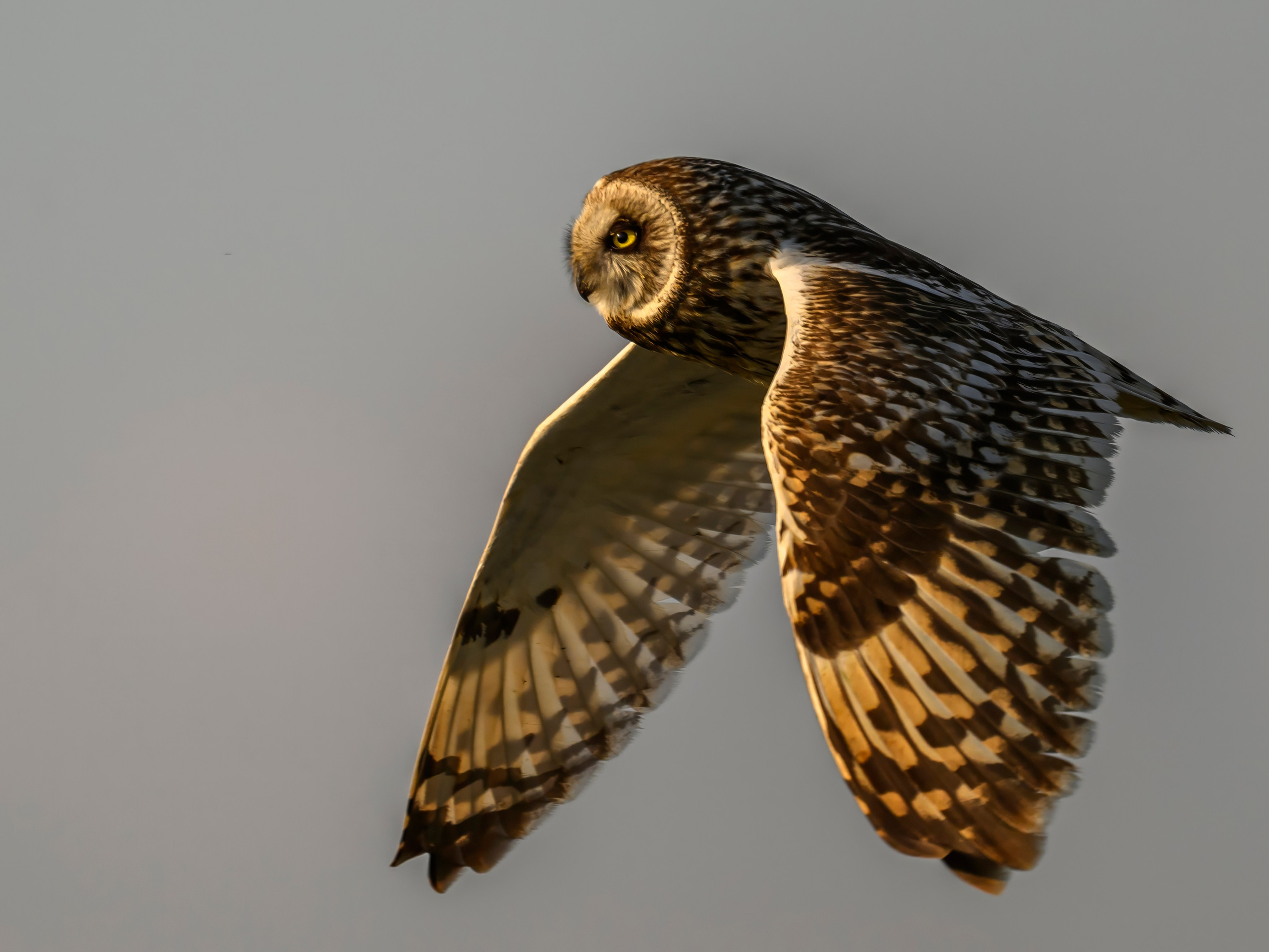 Совы на рассвете. Фотограф Сергей Пупонин