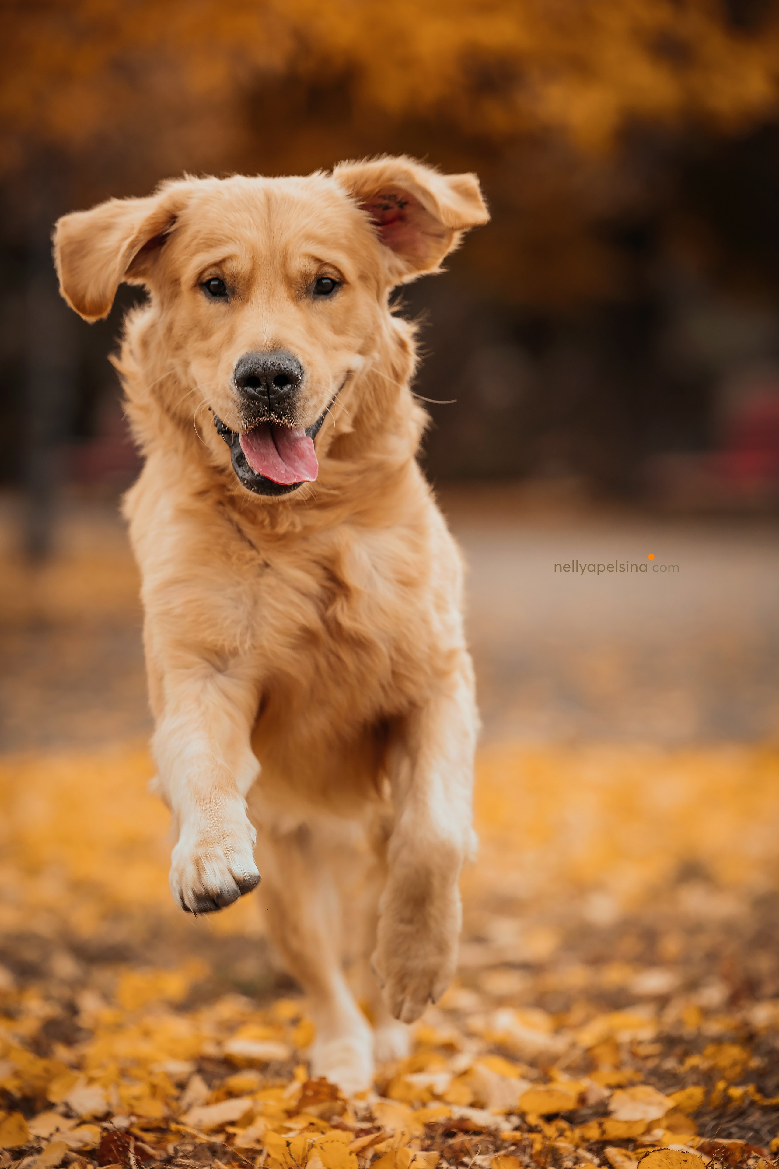 Настя, Дима, Олег и Арчи. Фотограф Нелли Самойлова
